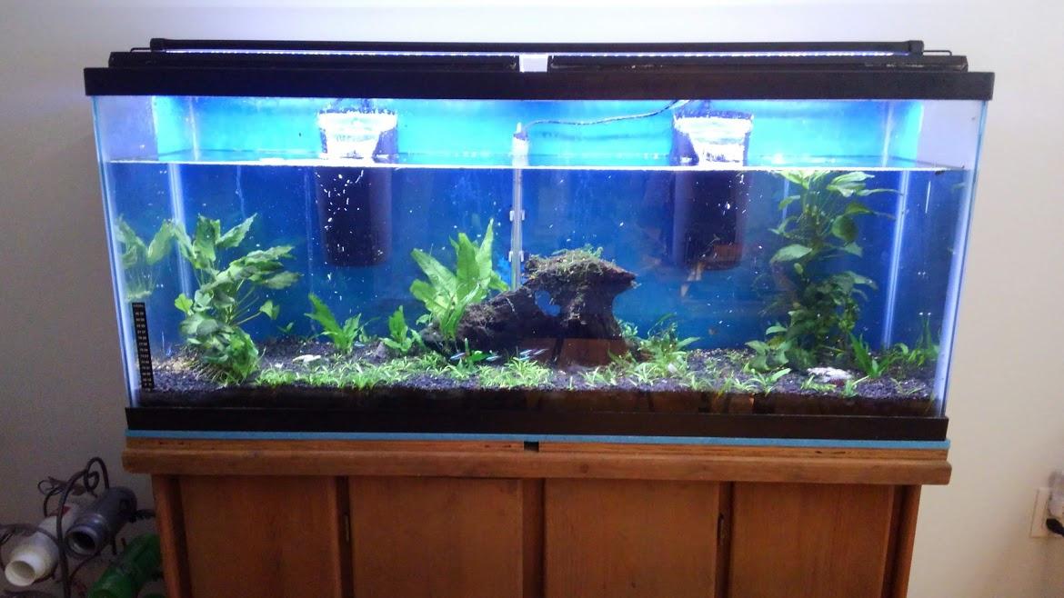 Tetra Whisper Internal Power Filter 5 To 10 Gallons, For aquariums, In-Tank Filtration, Black customer photo 2
