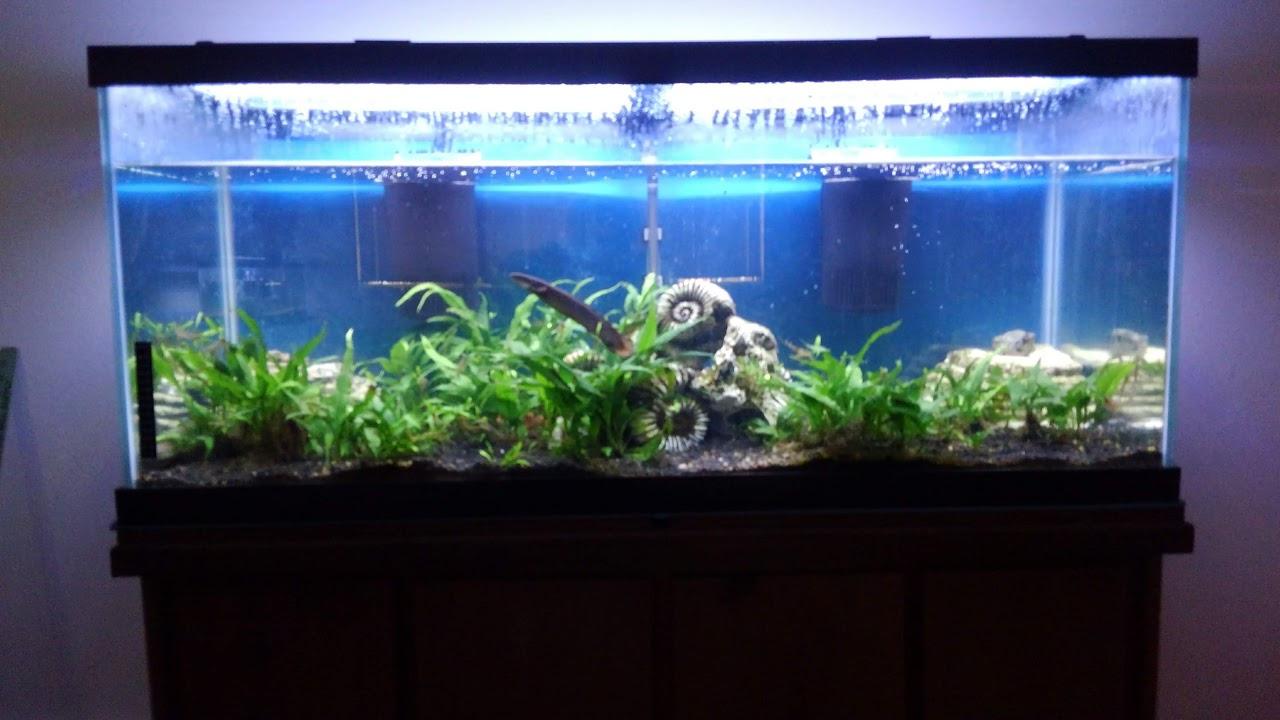 Tetra Whisper Internal Filter 20 To 40 Gallons, For Aquariums, In-Tank Filtration With Air Pump customer photo 1