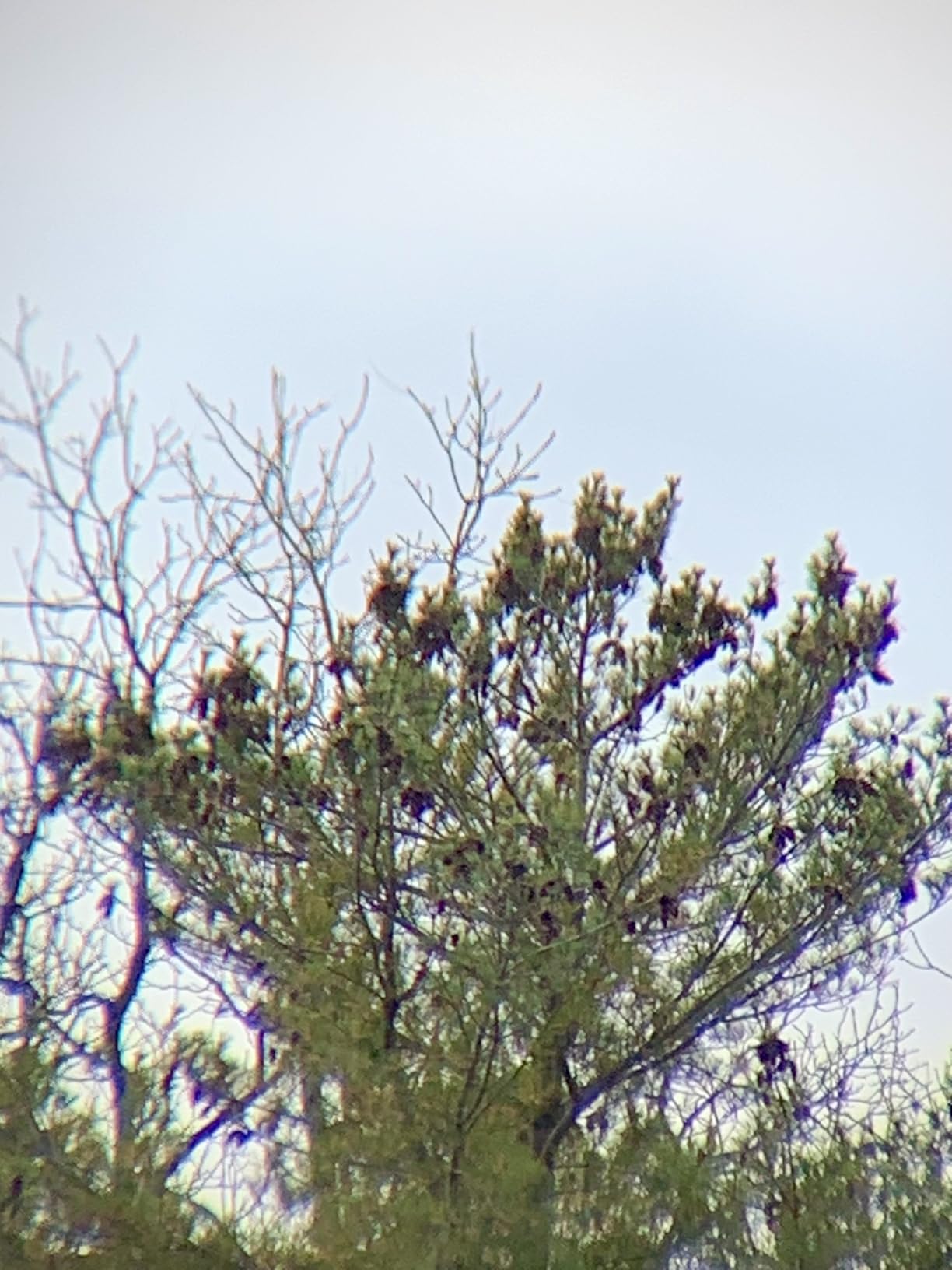 Celestron SkyMaster 12x60 Binoculars - Wide-Field Long-Range and Astronomy Binoculars - Includes Carrying Case - Multi-Coated Optics customer photo 1