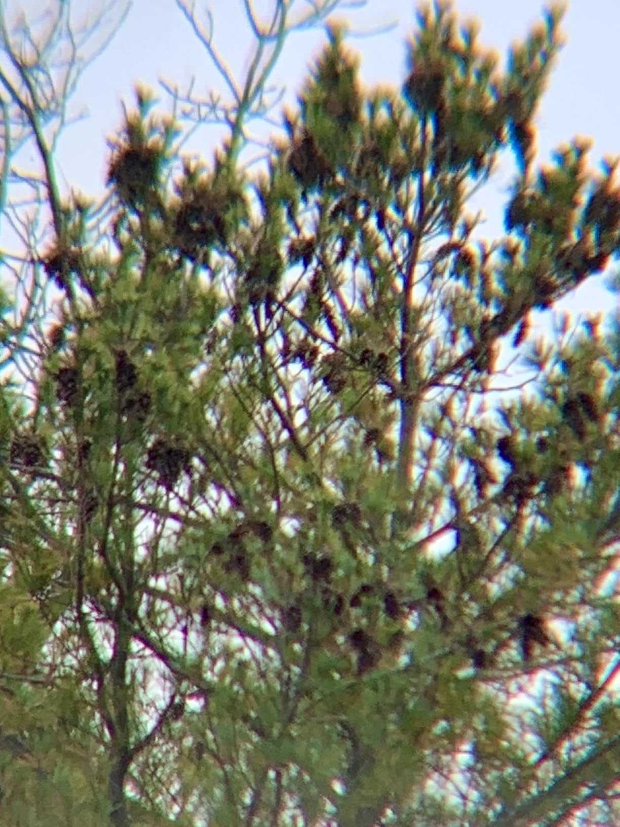 Celestron SkyMaster 12x60 Binoculars - Wide-Field Long-Range and Astronomy Binoculars - Includes Carrying Case - Multi-Coated Optics customer photo 2