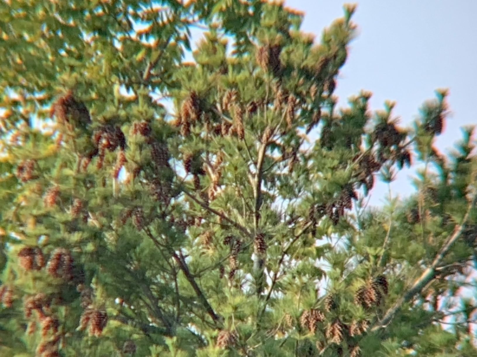 Celestron SkyMaster 20x80 Binoculars - High-Power Binoculars for Astronomy and Long-Range Terrestrial Viewing - Large Aperture with BaK-4 Prisms - Includes Tripod Adapter & Carrying Case customer photo 1