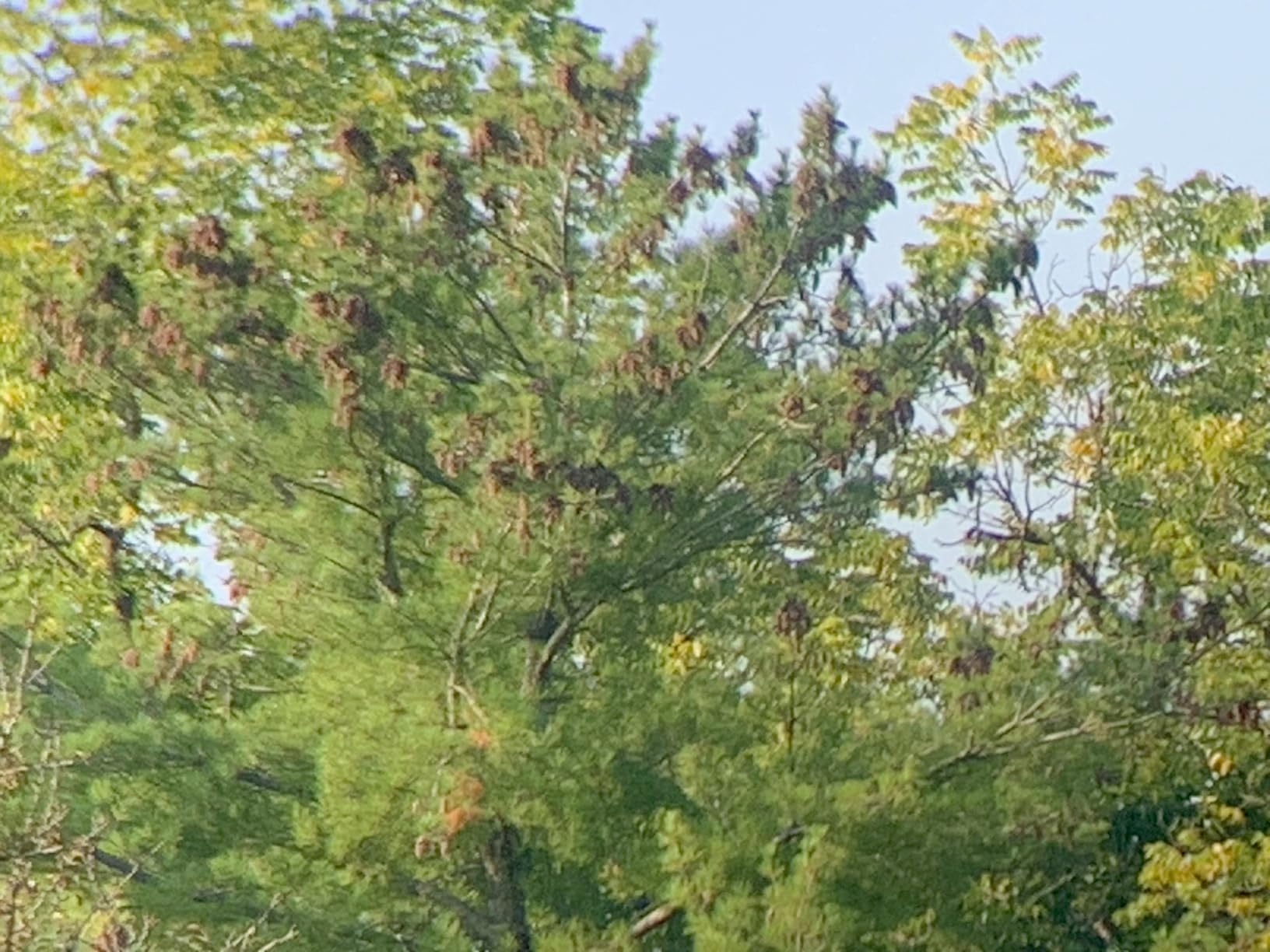 Celestron SkyMaster 20x80 Binoculars - High-Power Binoculars for Astronomy and Long-Range Terrestrial Viewing - Large Aperture with BaK-4 Prisms - Includes Tripod Adapter & Carrying Case customer photo 2