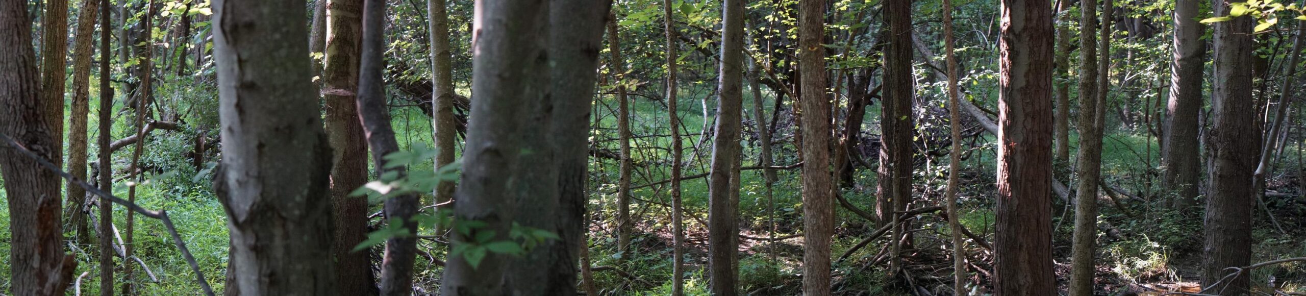 Sony Alpha a3000 ILCE-3000K 20.1 MP Mirrorless Digital Camera - Black - 18-55mm OSS Lens customer photo 2