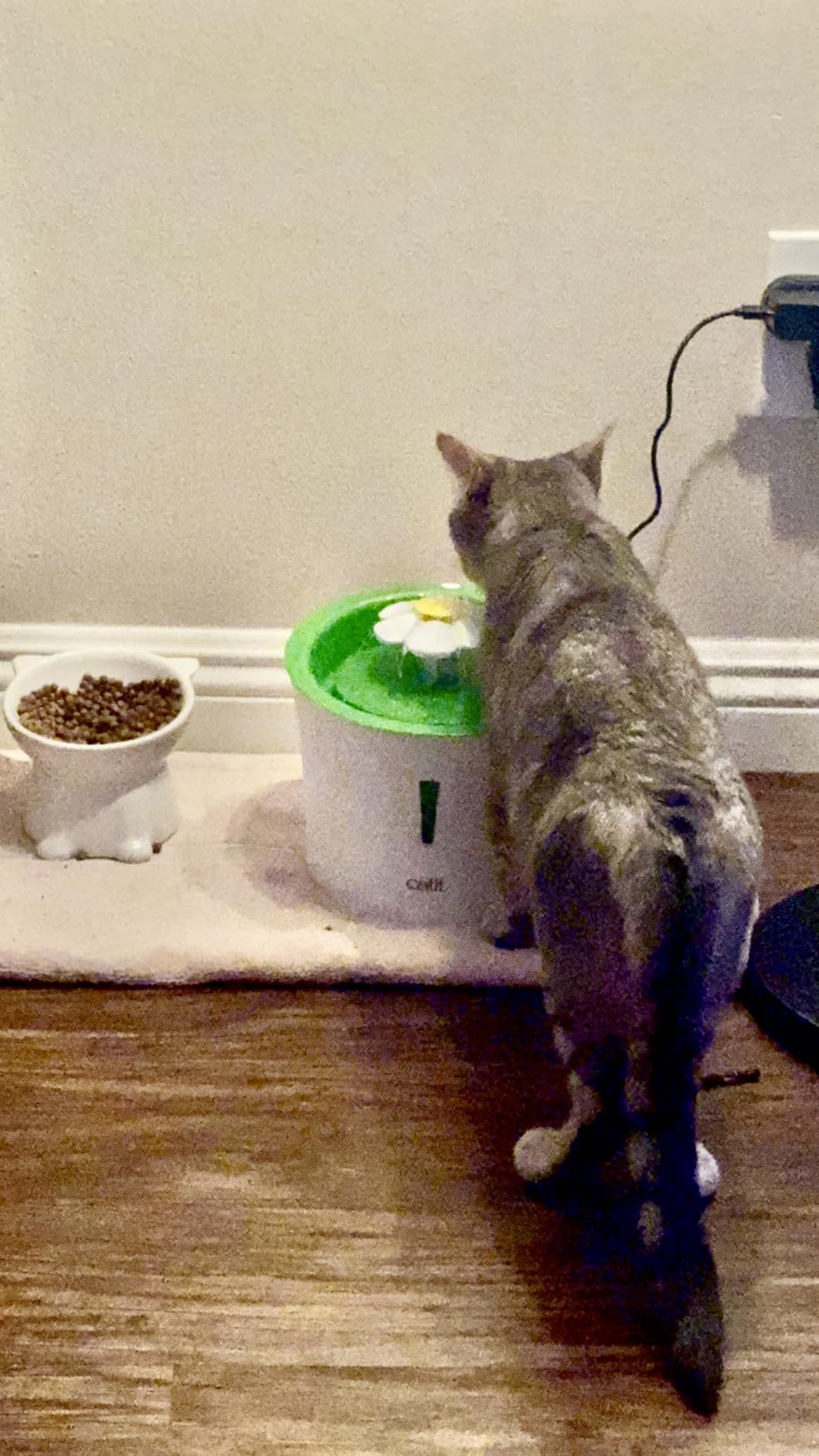 Catit LED Flower Fountain with Triple Action Filter, Cat Drinking Water Fountain, 3 L customer photo 2