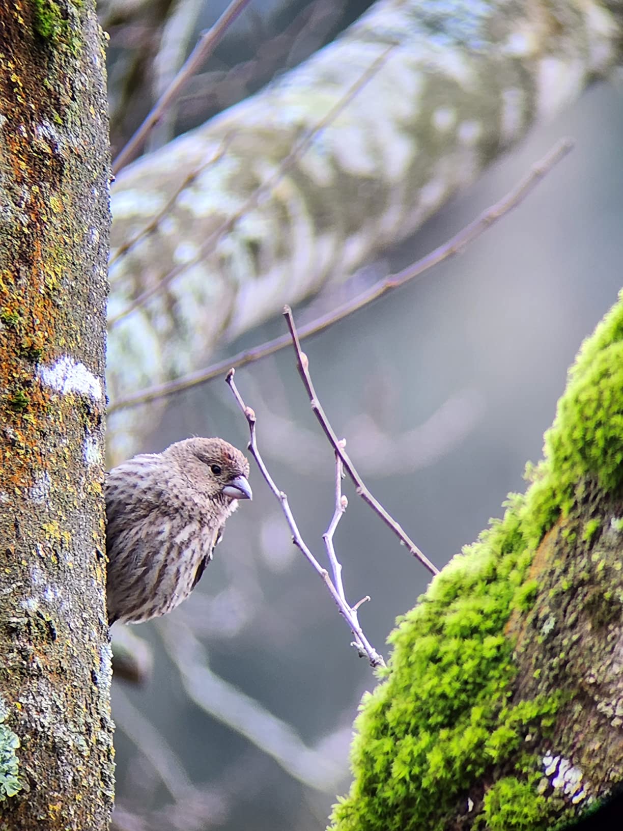 Celestron - TrailSeeker 80 Spotting Scope - 20-60x Zoom Eyepiece - Bright, High-Resolution Viewing with Fully Multi-Coated XLT Optics - Dual Focus & Rotating Tripod Mount - Birding & Wildlife customer photo 2