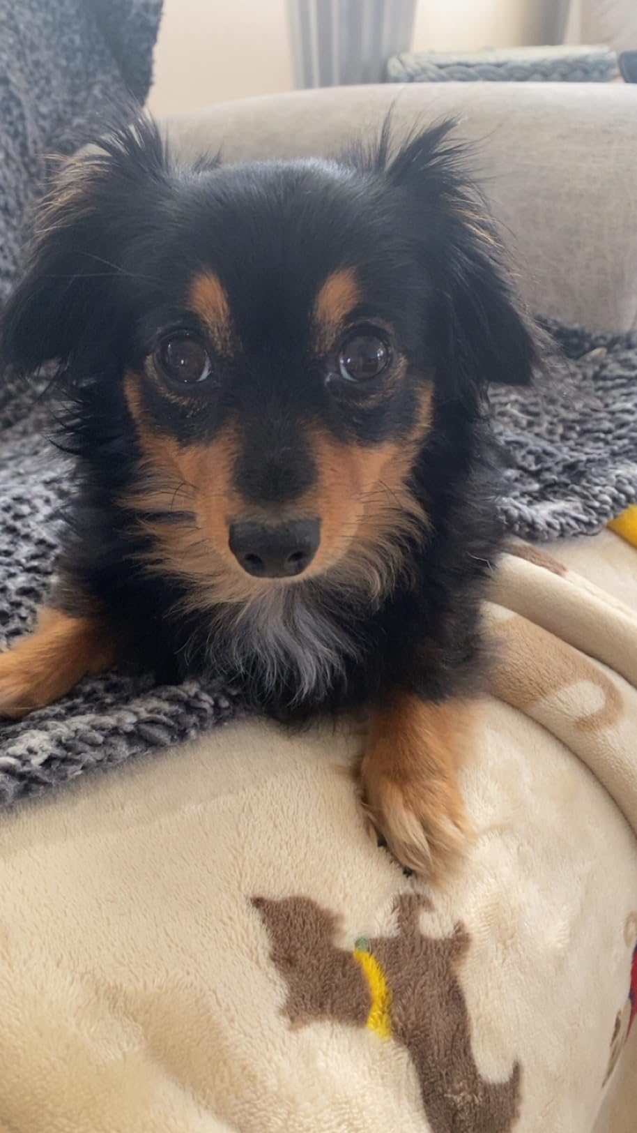 DNA MY DOG - Trusted & Affordable Breed Identification Test | 350+ Breeds Identified w/ 99%+ Accuracy | Complete Breed Analysis, Personality and Behavior Insights | Easy Cheek Swab, Results in 2-3 Weeks customer photo 1