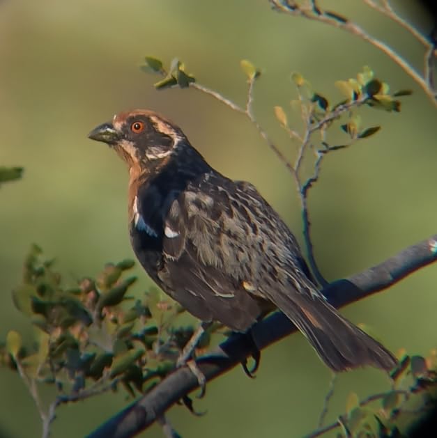 Bushnell Trophy Xtreme Spotting Scope customer photo 1