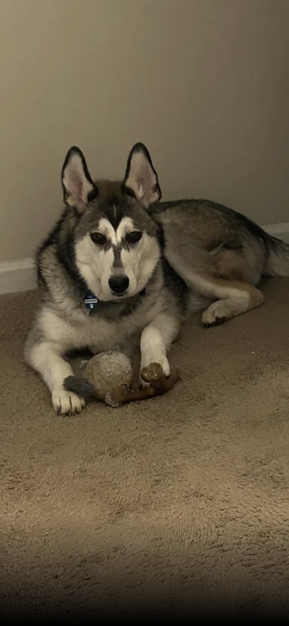 Wisdom Panel Breed Discovery Dog DNA Kit: Most Accurate Dog Breed Identification, Test for 365+ Breeds, MDR1 Health Test, Ancestry, Relatives customer photo 1