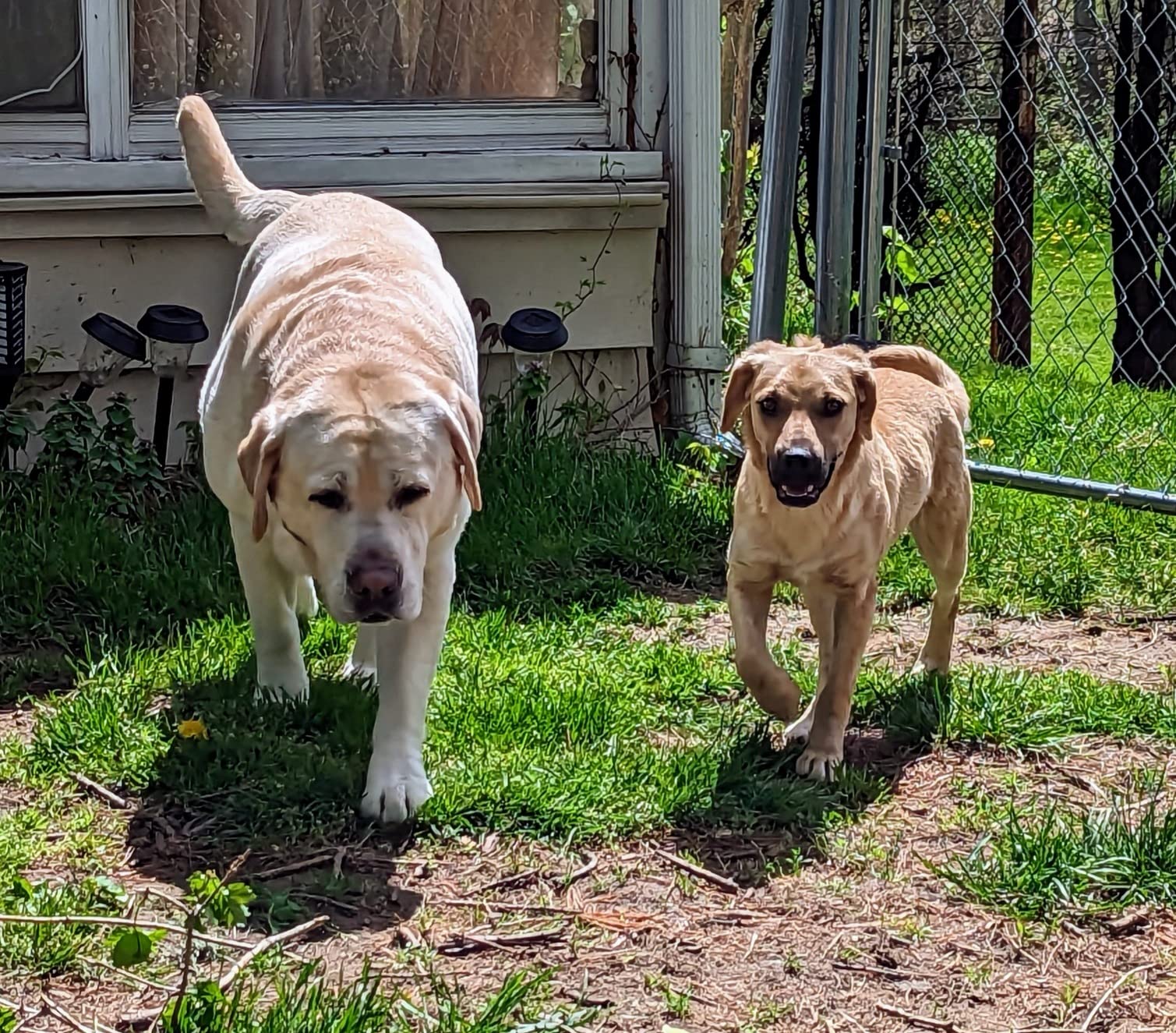 Embark Breed & Health Kit - Dog DNA Testing Kit - Discover Breed, Ancestry, Relative Finder, Genetic Health, Traits, Allergy Risk Scores customer photo 1