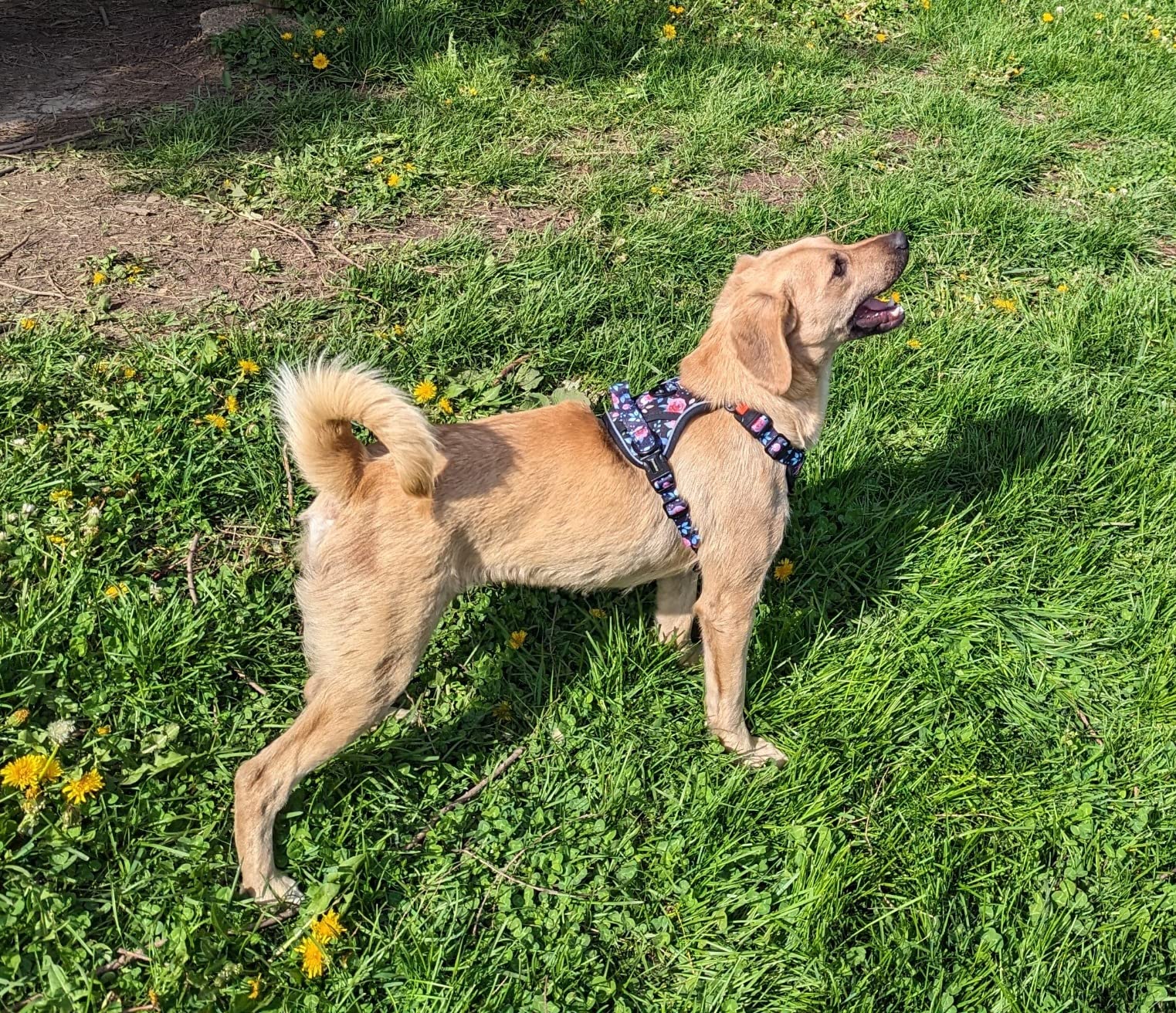 Embark Breed & Health Kit - Dog DNA Testing Kit - Discover Breed, Ancestry, Relative Finder, Genetic Health, Traits, Allergy Risk Scores customer photo 2