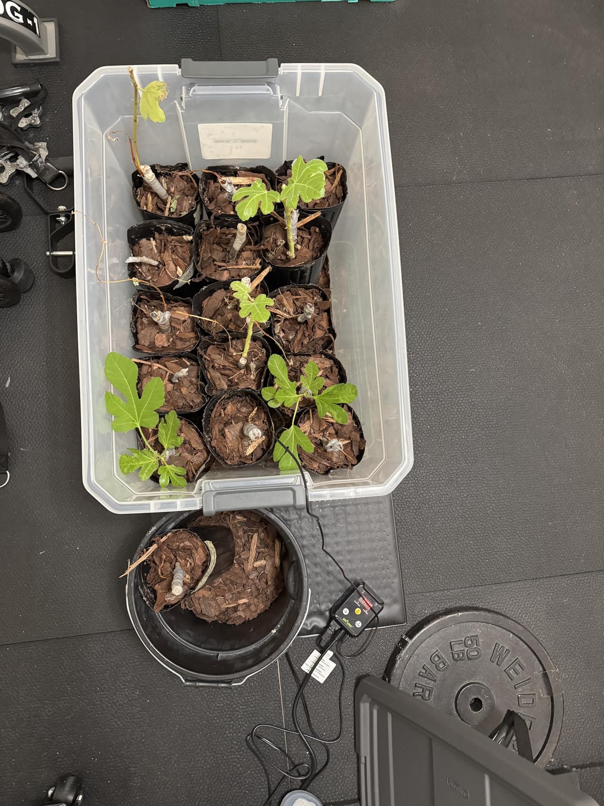 BN-LINK Reptile Thermostat Temperature Controller, Digital Heat Mat Thermostat for Seed Starting, Plant Germination, Greenhouse, Incubator, Brooder, Brewing, Reptiles Tank,40-108°F, 1000W, ETL Listed customer photo 1