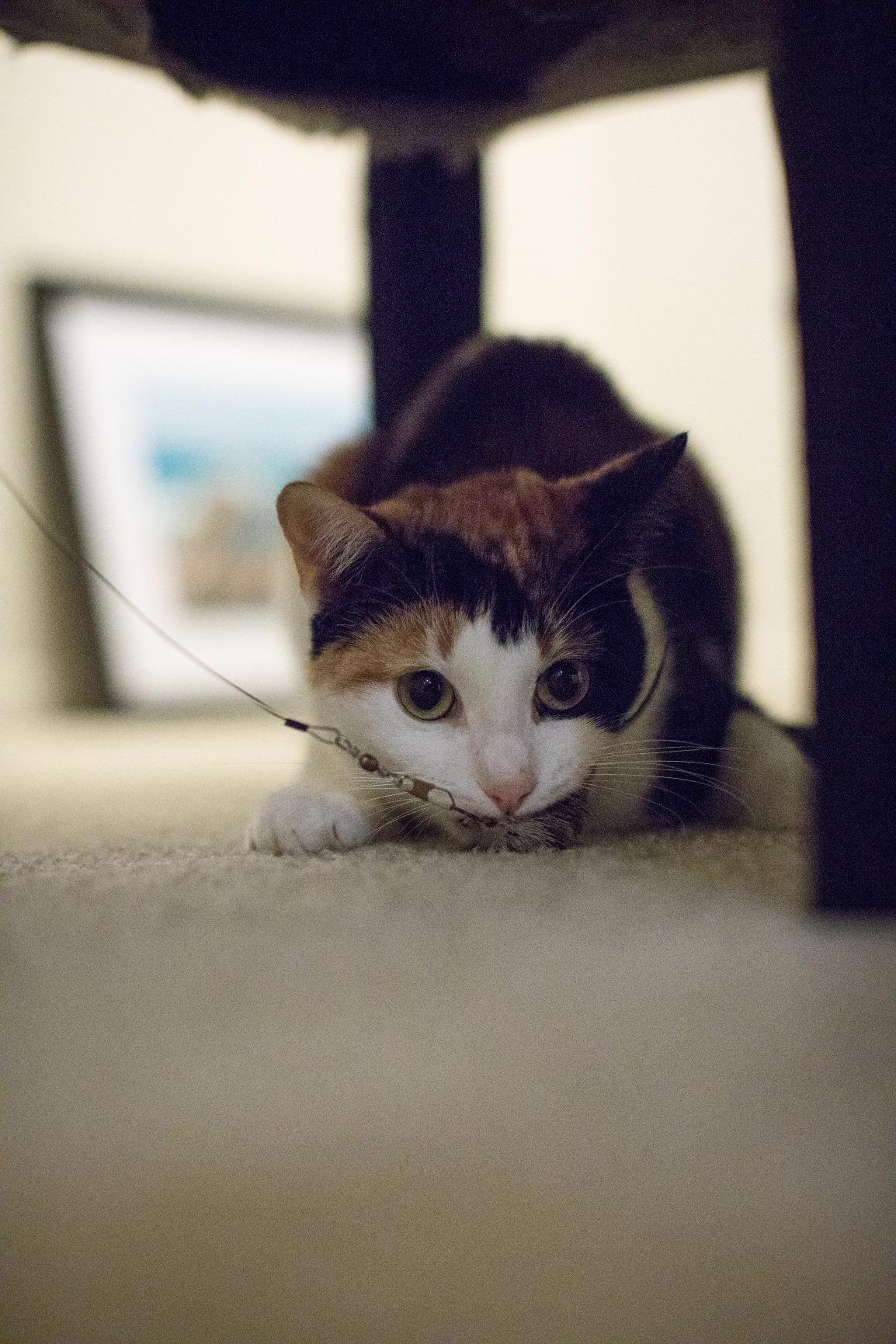 Canon EOS 5D Mark IV Digital SLR Camera (Body Only) customer photo 1