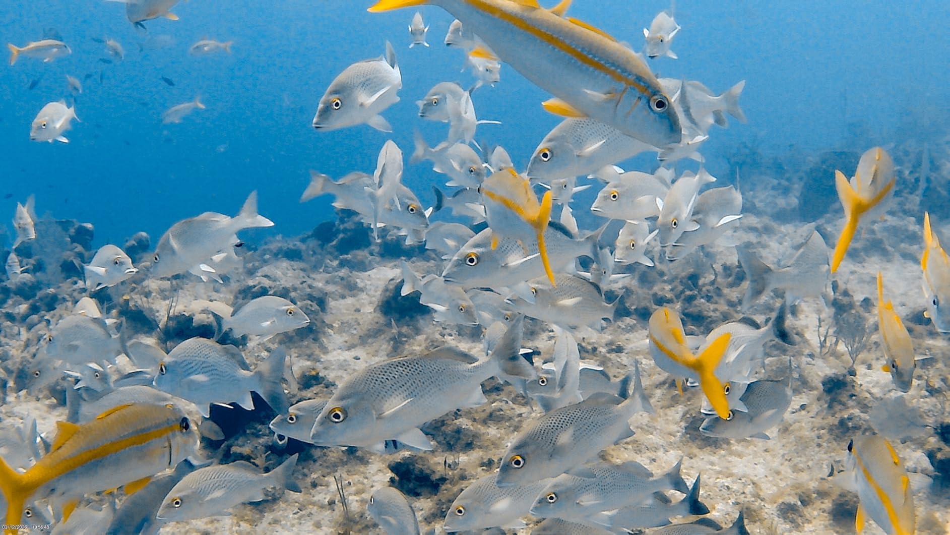 AKASO EK7000 4K30FPS 20MP WiFi Action Camera with EIS Ultra HD 131FT Waterproof Underwater Camera Remote Control 4X Zoom Support External Microphone Blue customer photo 1