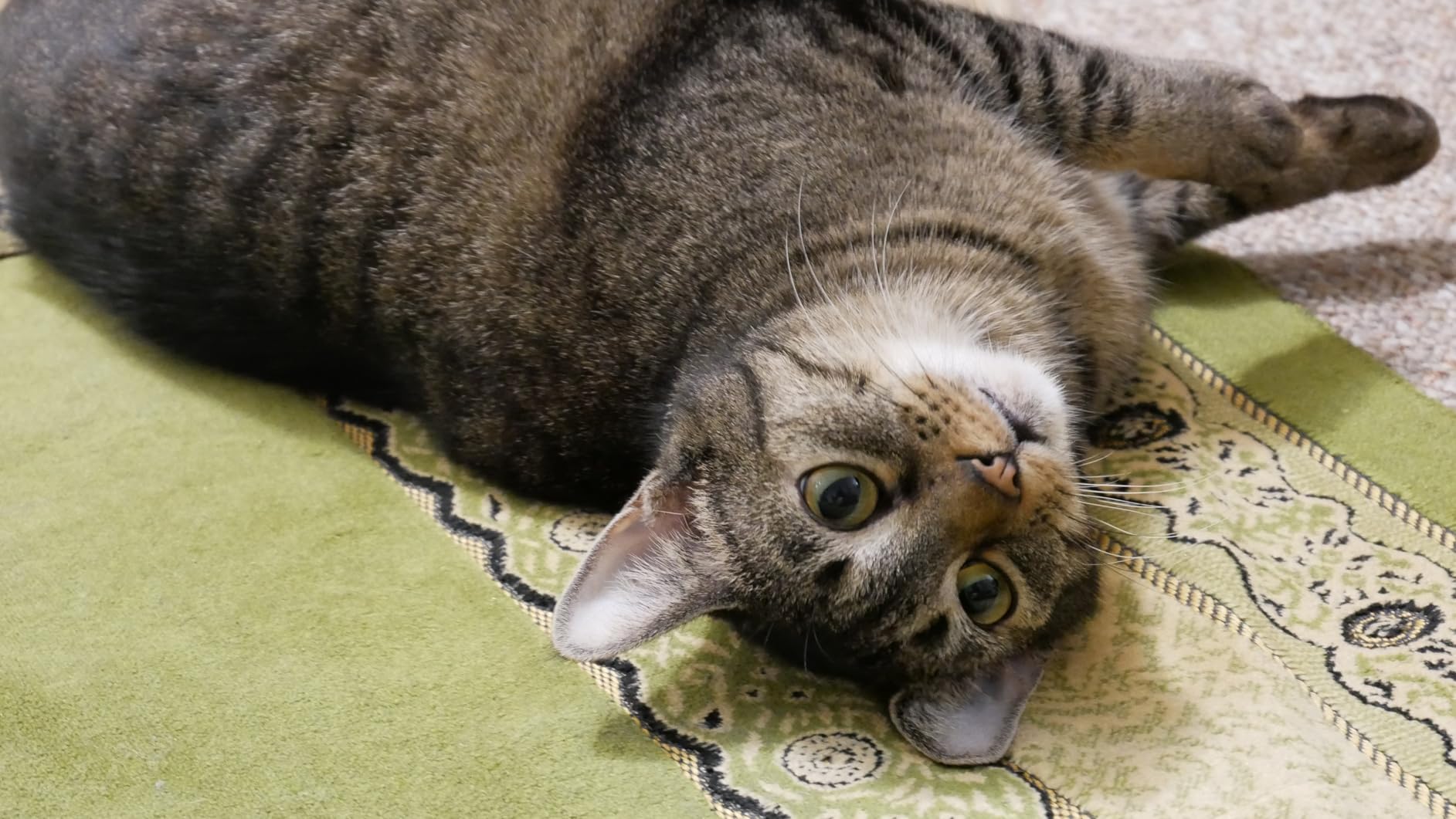 Panasonic LUMIX G85 4K Digital Camera, 12-60mm Power O.I.S. Lens, 16 Megapixel Mirrorless Camera, 5 Axis In-Body Dual Image Stabilization, 3-Inch Tilt and Touch LCD, DMC-G85MK (Black) customer photo 2