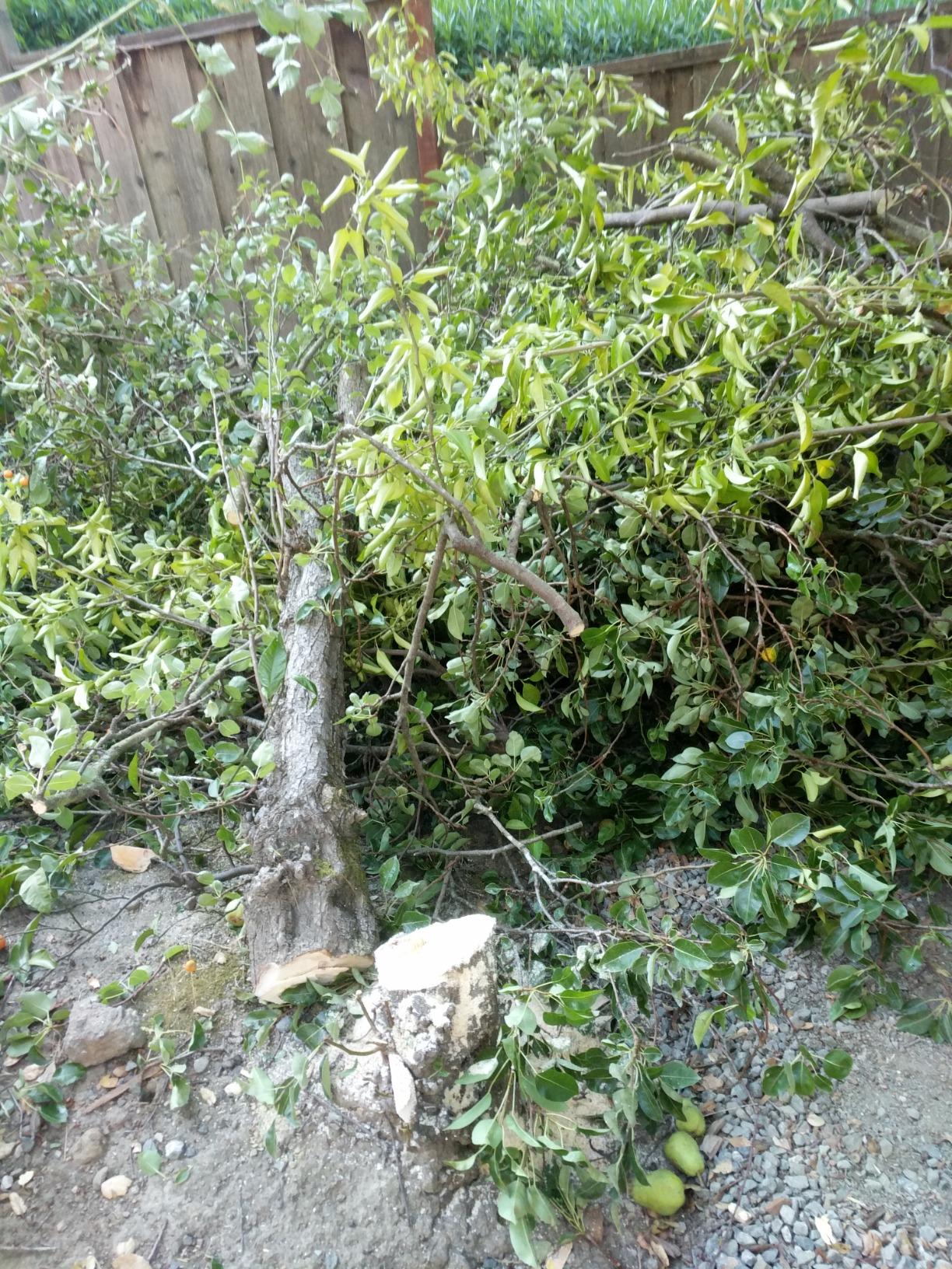 DEWALT 20V MAX XR Reciprocating Saw Cordless, Brushless, Compact, Variable Speed, Pivoting Head, LED Light, Tool Only (DCS367B) customer photo 2