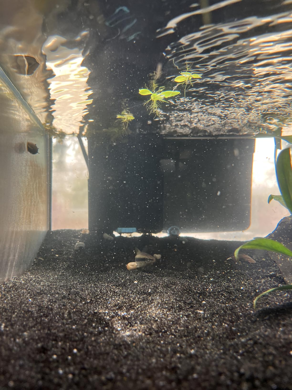 SeaChem - Large Aquarium Fish Tank Filter, Tidal 110 Gallon (400 Liters) by Sicce customer photo 1