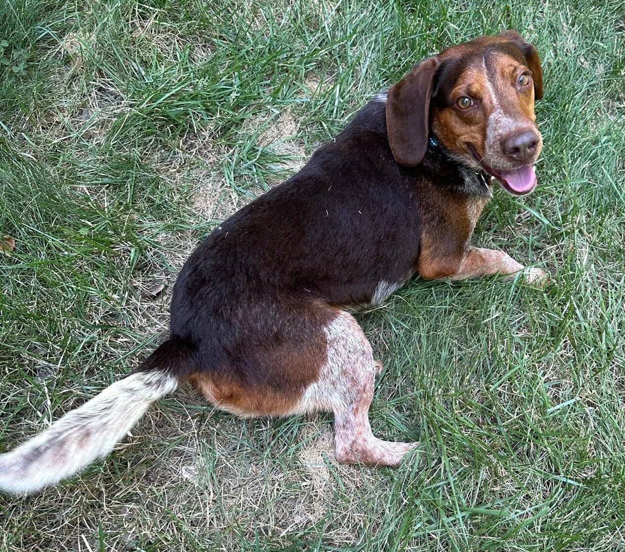 DNA Genetic Age and Breed Test - Trusted & Affordable Breed Identification | 350+ Breeds Identified with 99%+ Accuracy | Plus Genetic Age Test, Wolf DNA customer photo 1