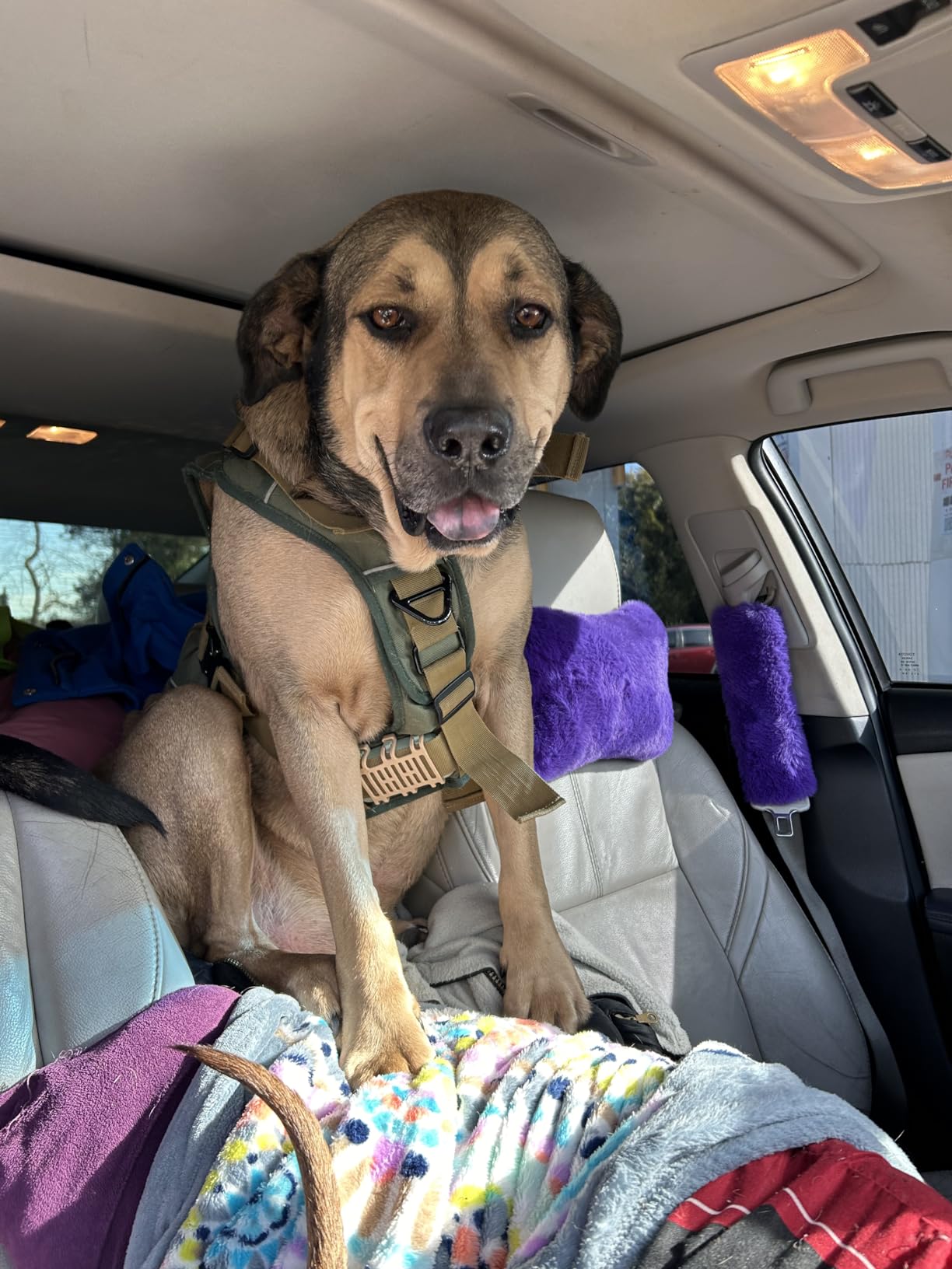 DNA Genetic Age and Breed Test - Trusted & Affordable Breed Identification | 350+ Breeds Identified with 99%+ Accuracy | Plus Genetic Age Test, Wolf DNA customer photo 2