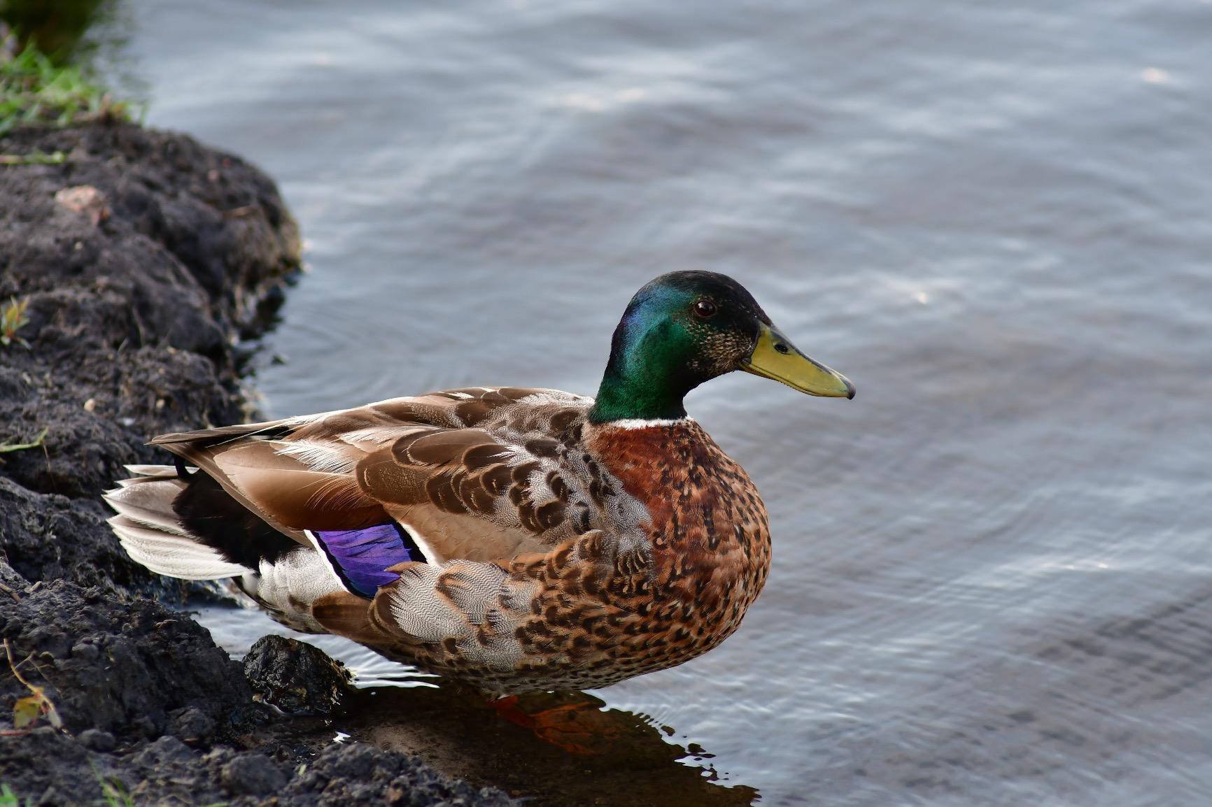 Nikon D7500 DX-Format Digital SLR Body customer photo 1