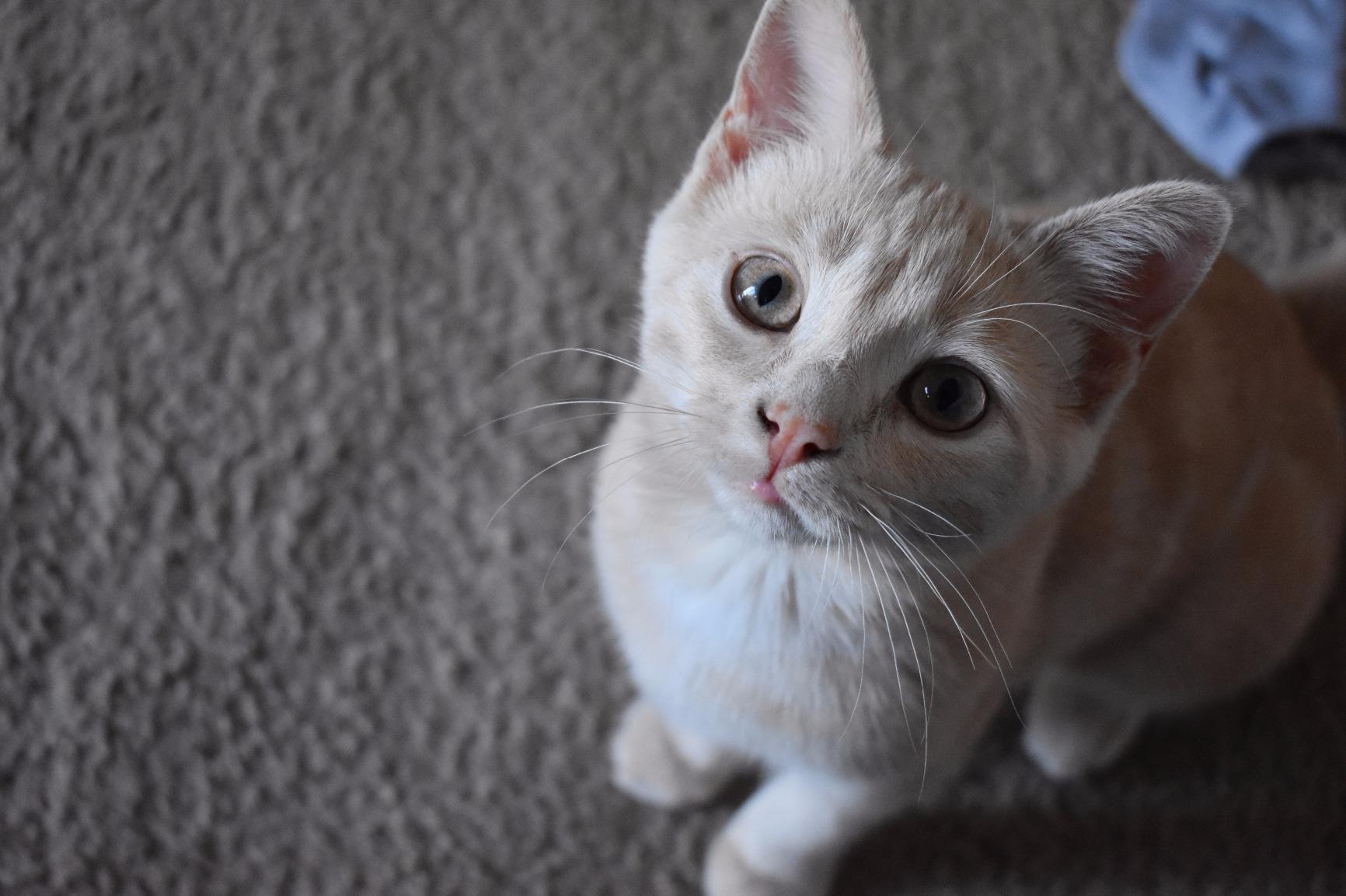 Nikon D3400 Digital SLR Camera & 18-55mm VR DX AF-P Zoom Lens (Black) - (Renewed) customer photo 2