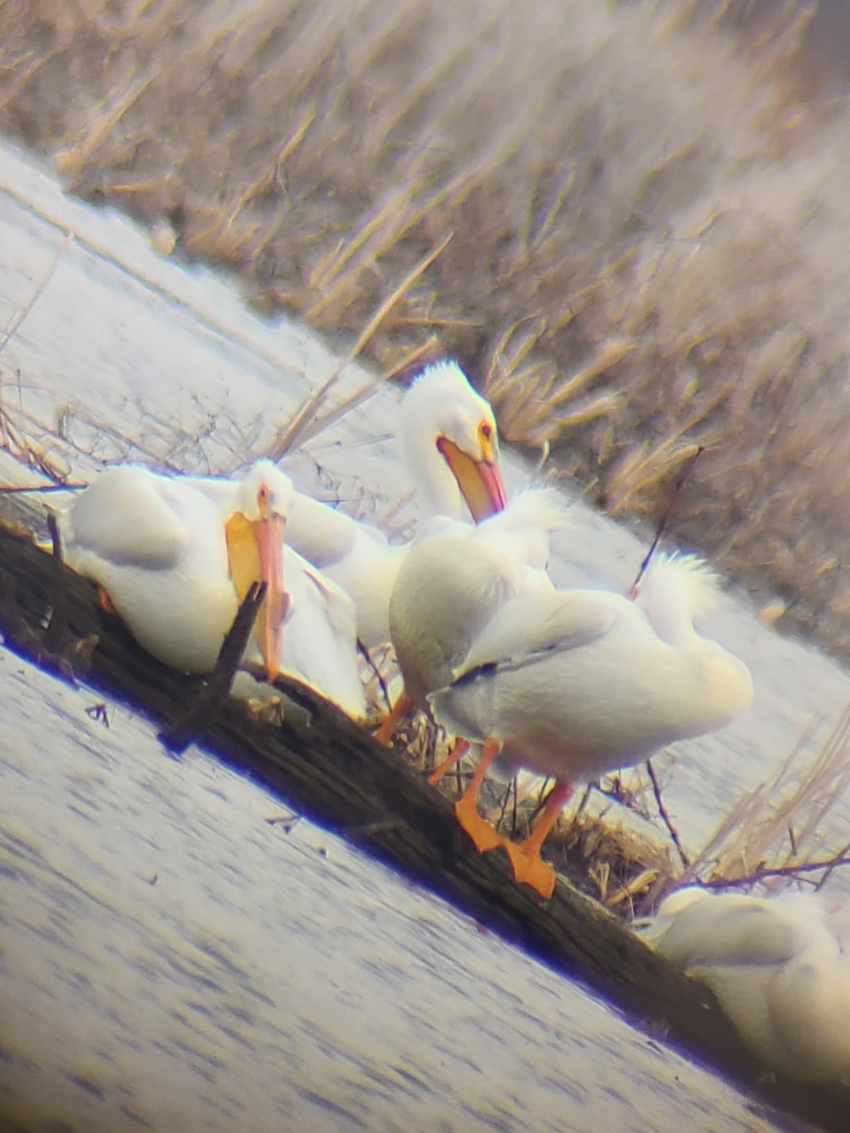 SVBONY SV28 Spotting Scopes with Tripod, Angled 25-75x70mm Spotter Scope with Phone Adapter, Waterproof Fogproof Spotting Scope for Bird Watching, Target Shooting, Wildlife Viewing customer photo 2