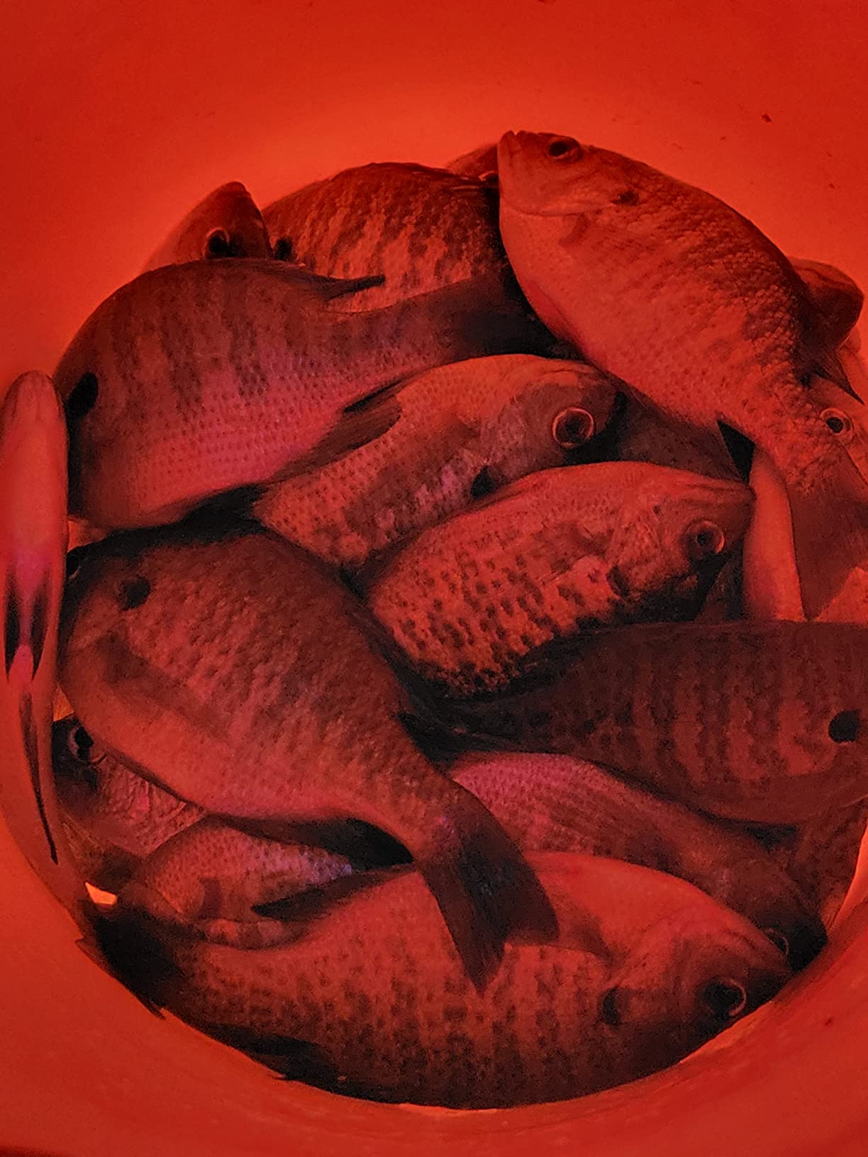 MarCum M1 Flasher System | High-Definition Ice Fishing Flasher | Advanced Fish Finder & Sonar System | Premium Fishing Electronics customer photo 2