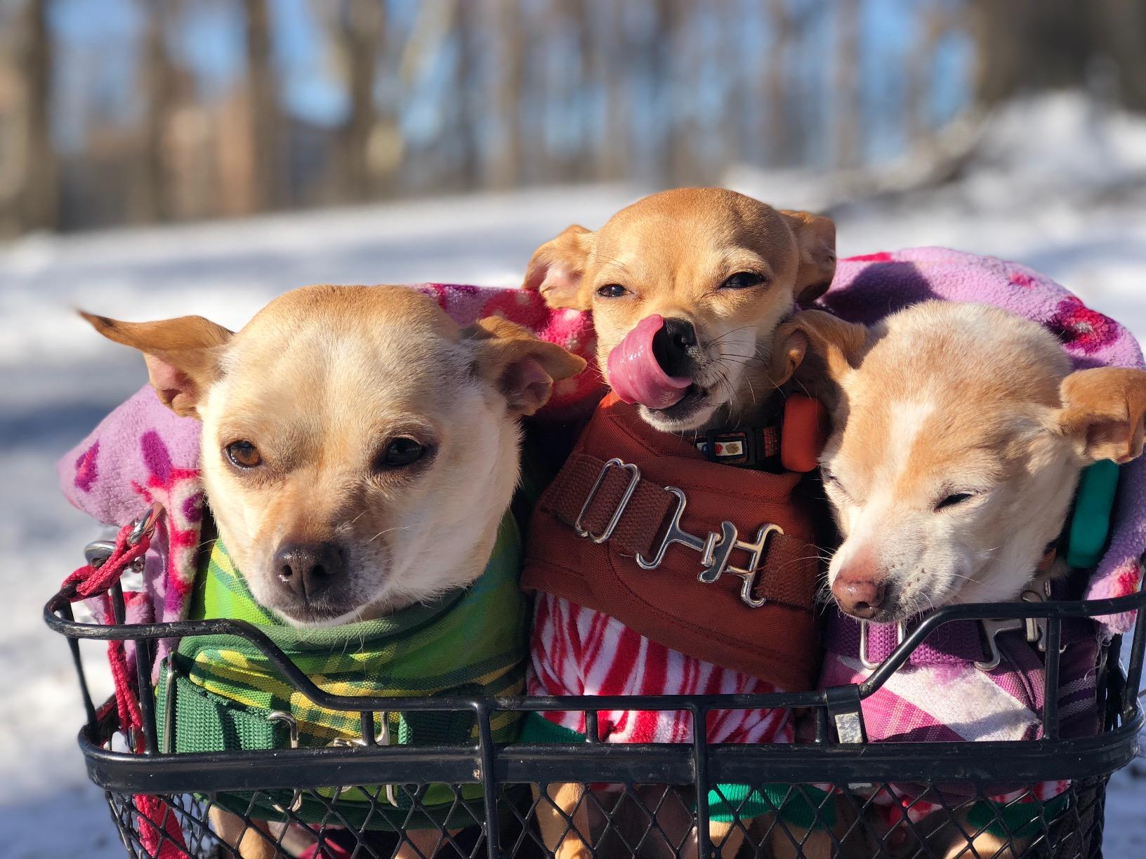 FitBark 2 Dog Activity Monitor | Health & Fitness Tracker for Dogs | Waterproof, Small & Lightweight (10 g) | Not a GPS Tracker customer photo 1