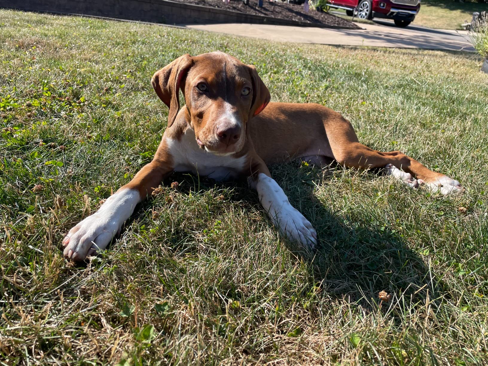 Embark Breed Identification Kit - Most Accurate Dog DNA Testing Kit - 99% Breed Ancestry Accuracy for Mixed Breed Dogs - Plus Relative Finder & Family Tree customer photo 1