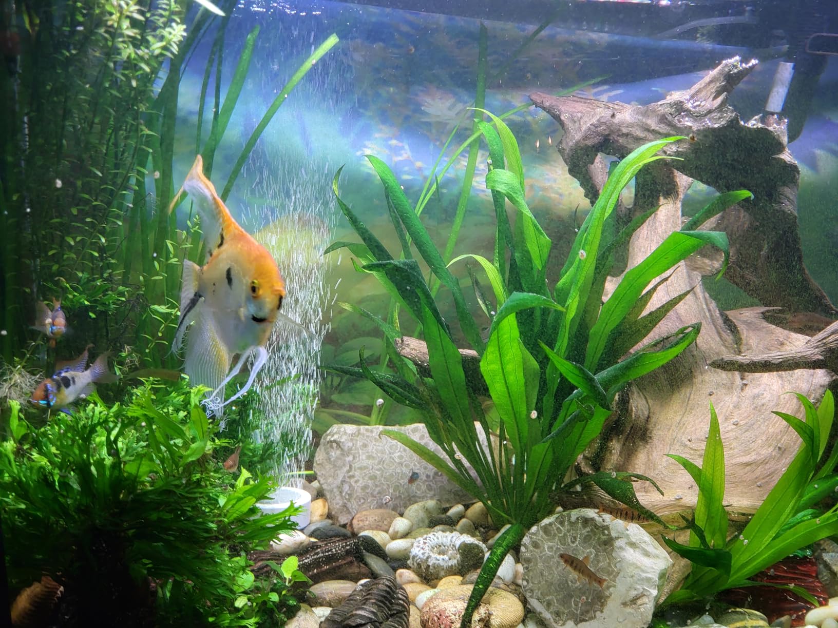 Fluval 207 Perfomance Canister Filter - for Aquariums Up to 45 Gallons - Aquarium Canister Filter customer photo 1