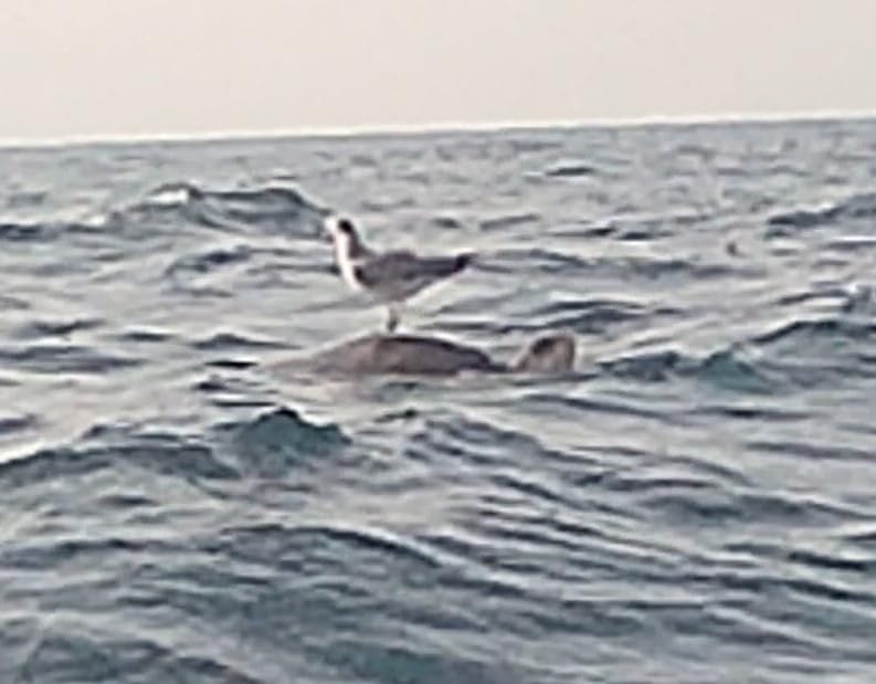 AKASO EK7000 Pro 4K30fps Action Camera with Touch Screen EIS 131ft Waterproof Underwater Camera Remote Control 5X Zoom with Helmet Accessories Kit customer photo 2