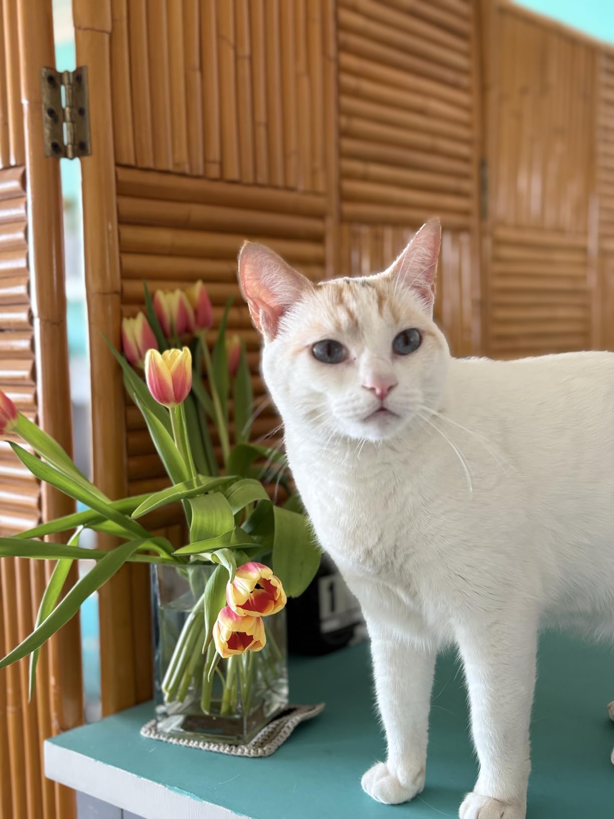 Basepaws Cat DNA Test Kit - Comprehensive Breed, Health and Dental Analysis Across 114 Traits for Accurate and Easy-to-Use Genetic Insights customer photo 1