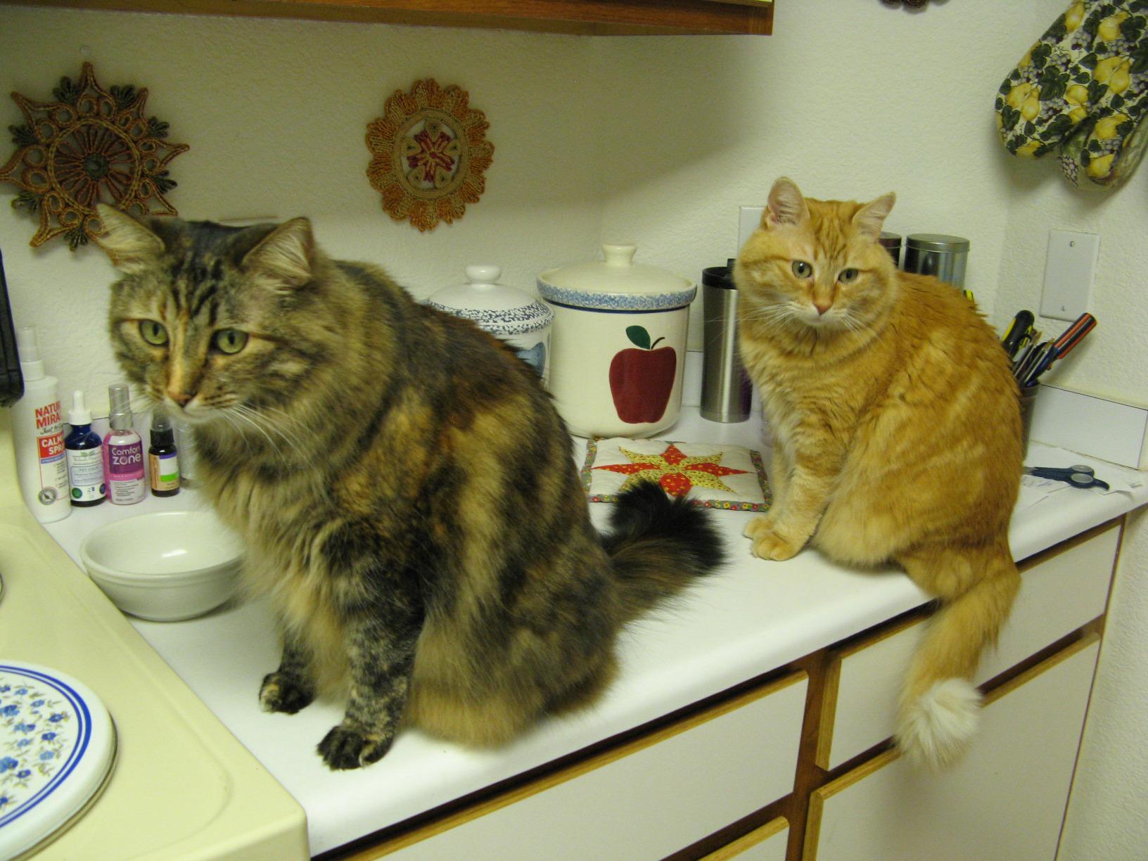 Basepaws Cat DNA Test Kit - Comprehensive Breed, Health and Dental Analysis Across 114 Traits for Accurate and Easy-to-Use Genetic Insights customer photo 2