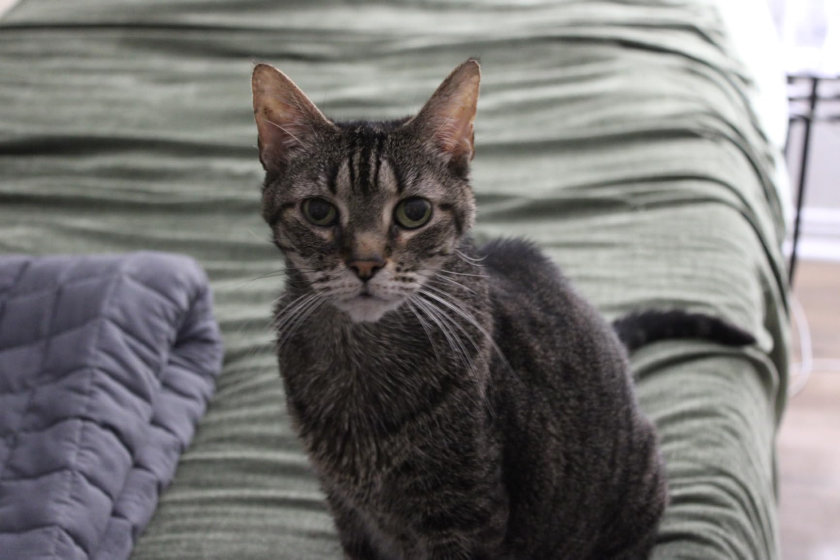 Canon EOS Rebel T7 DSLR Camera with 18-55mm Lens (Black) (Renewed) customer photo 2