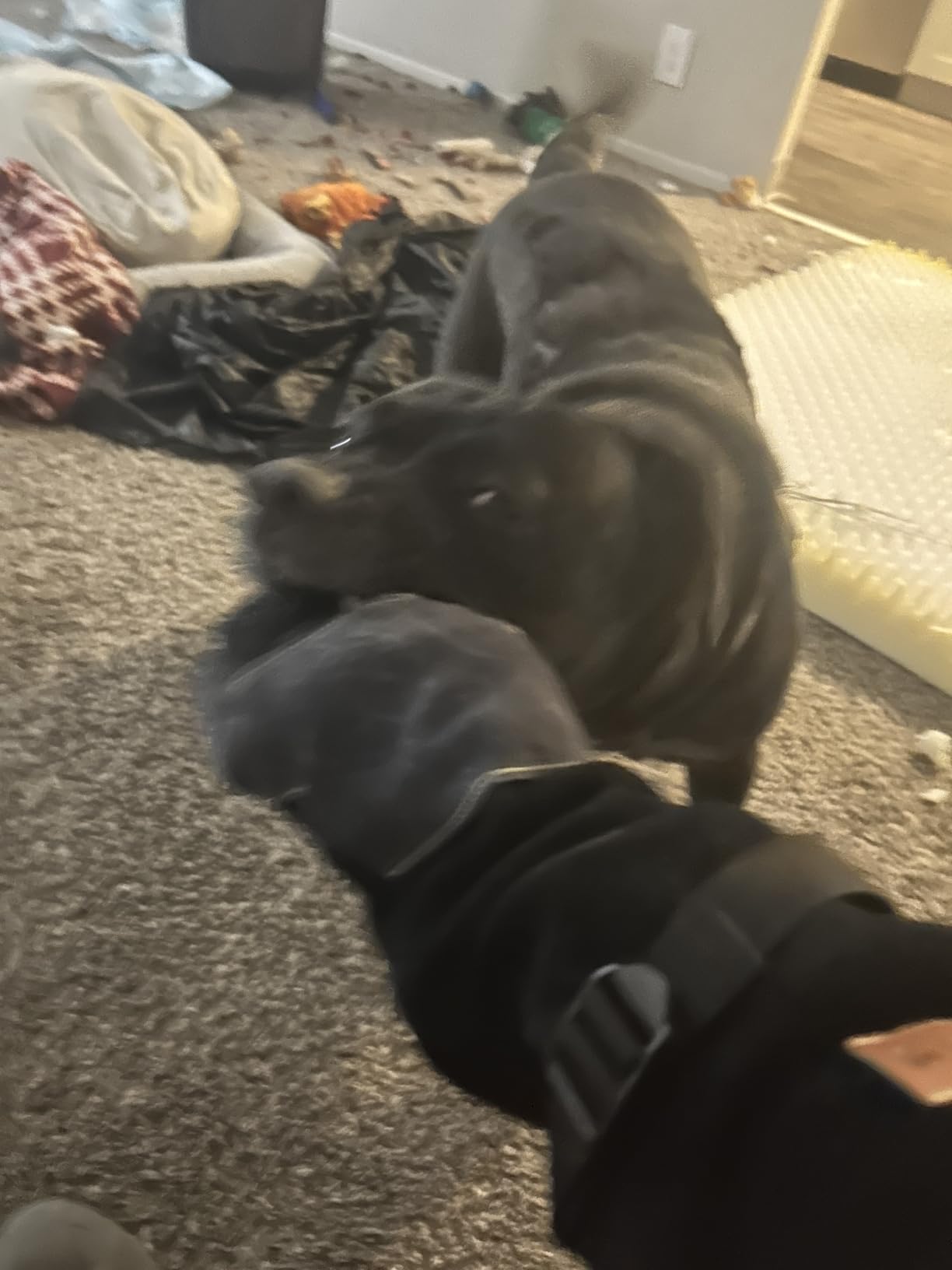 16 Inches,932F,Leather Welding Gloves, Heat/Fire Resistant,Large Mitts for BBQ,Oven,Grill,Fireplace,Tig,Mig,Forge,Baking,Furnace,Stove,Pot Holder,Animal Handling Glove.L Black-gray customer photo 1