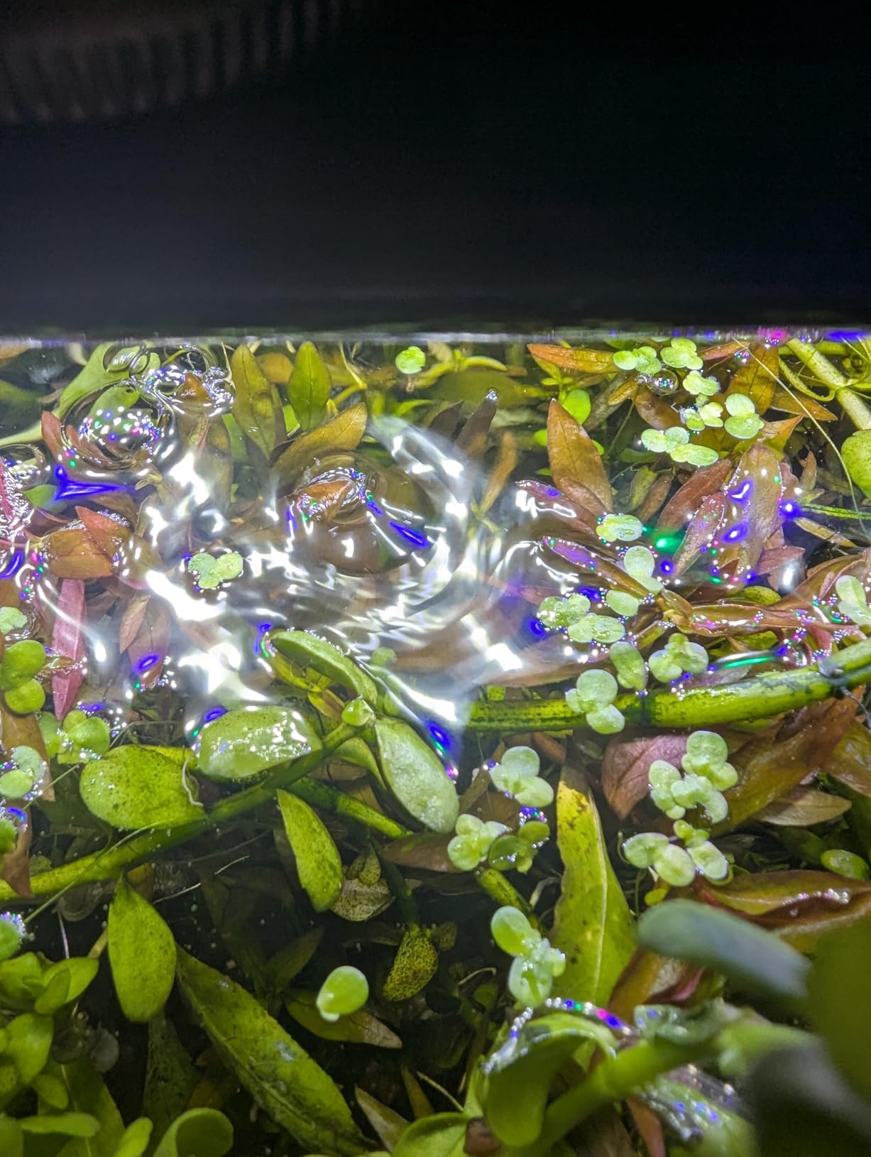 AQUANEAT LED Aquarium Light Full Spectrum for 18 Inch to 24 Inch Fish Tank Light Fresh Water customer photo 2