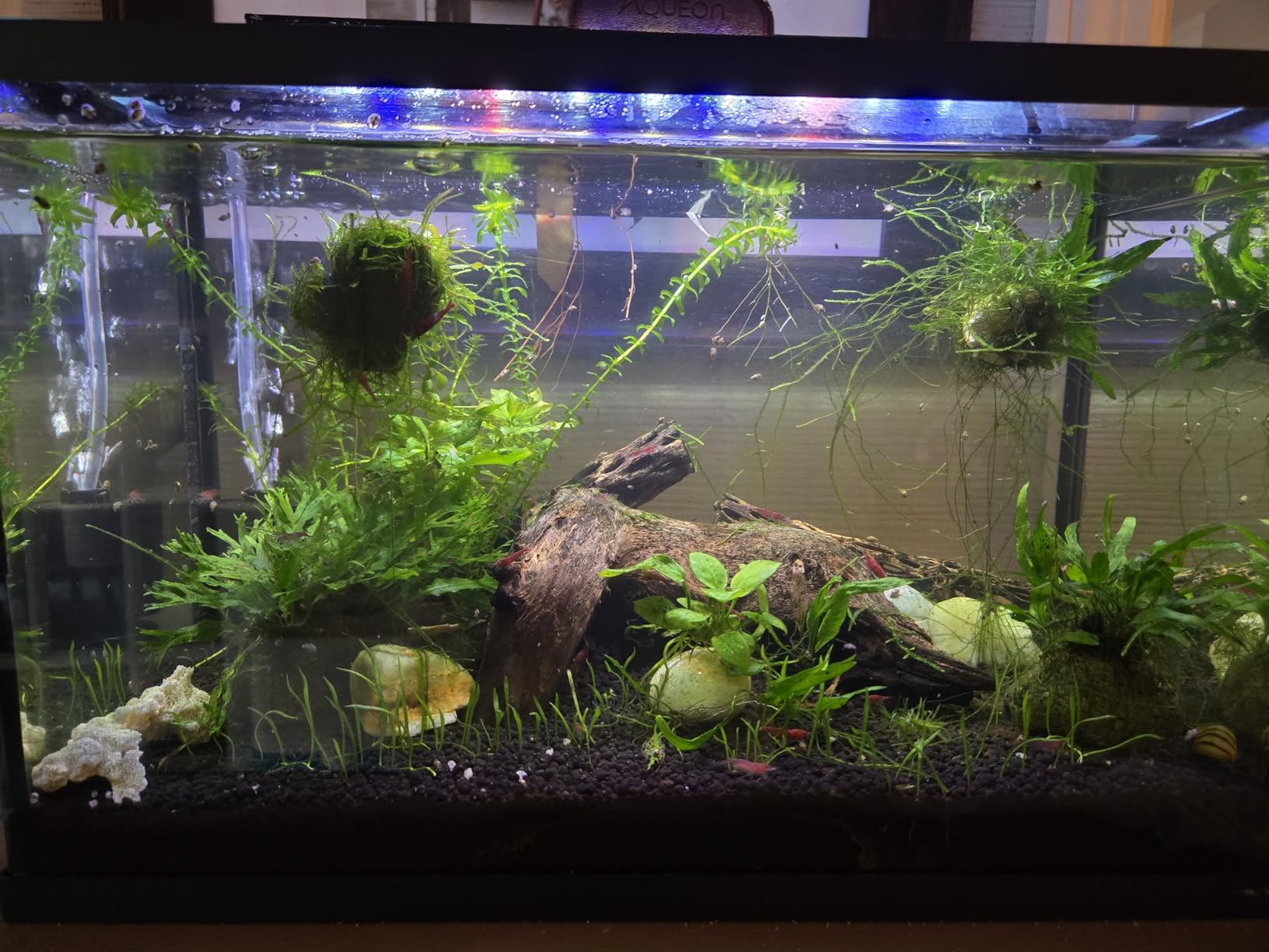 hygger 14W Full Spectrum Aquarium Light with Aluminum Alloy Shell Extendable Brackets, White Blue Red LEDs, External Controller, for Freshwater Fish Tank (18-24 inch) customer photo 1