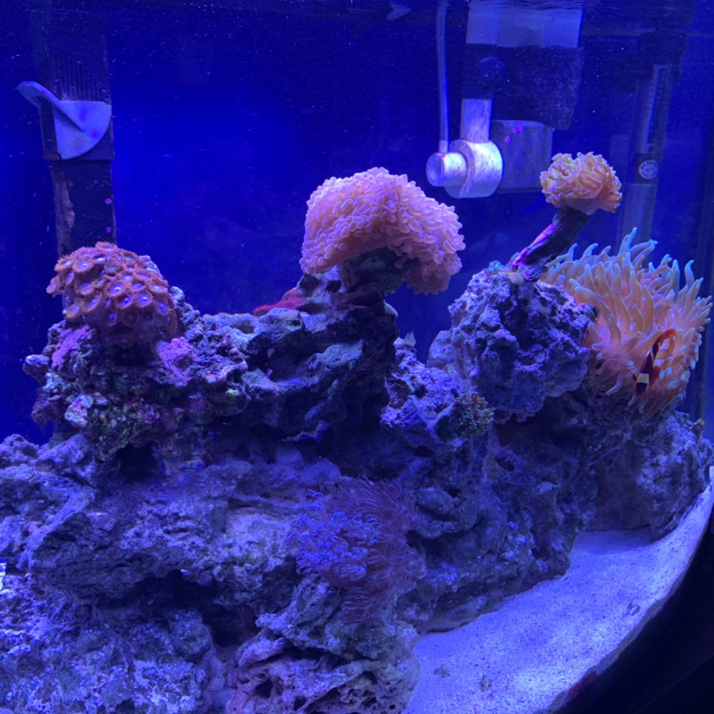 NICREW Saltwater Aquarium Light, Marine LED Fish Tank Light for Coral Reef Tanks, 2-Channel Timer Included, 30 to 36-Inch, 32-Watt customer photo 2