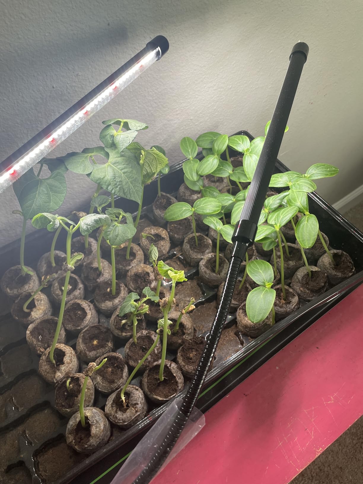 GooingTop LED Grow Light,6000K Full Spectrum Clip Plant Growing Lamp with White Red LEDs for Indoor Plants,5-Level Dimmable,Auto On Off Timing 4 8 12Hrs customer photo 1