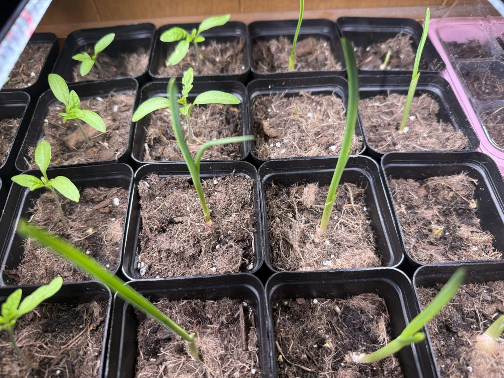 GooingTop LED Grow Light,6000K Full Spectrum Clip Plant Growing Lamp with White Red LEDs for Indoor Plants,5-Level Dimmable,Auto On Off Timing 4 8 12Hrs customer photo 2