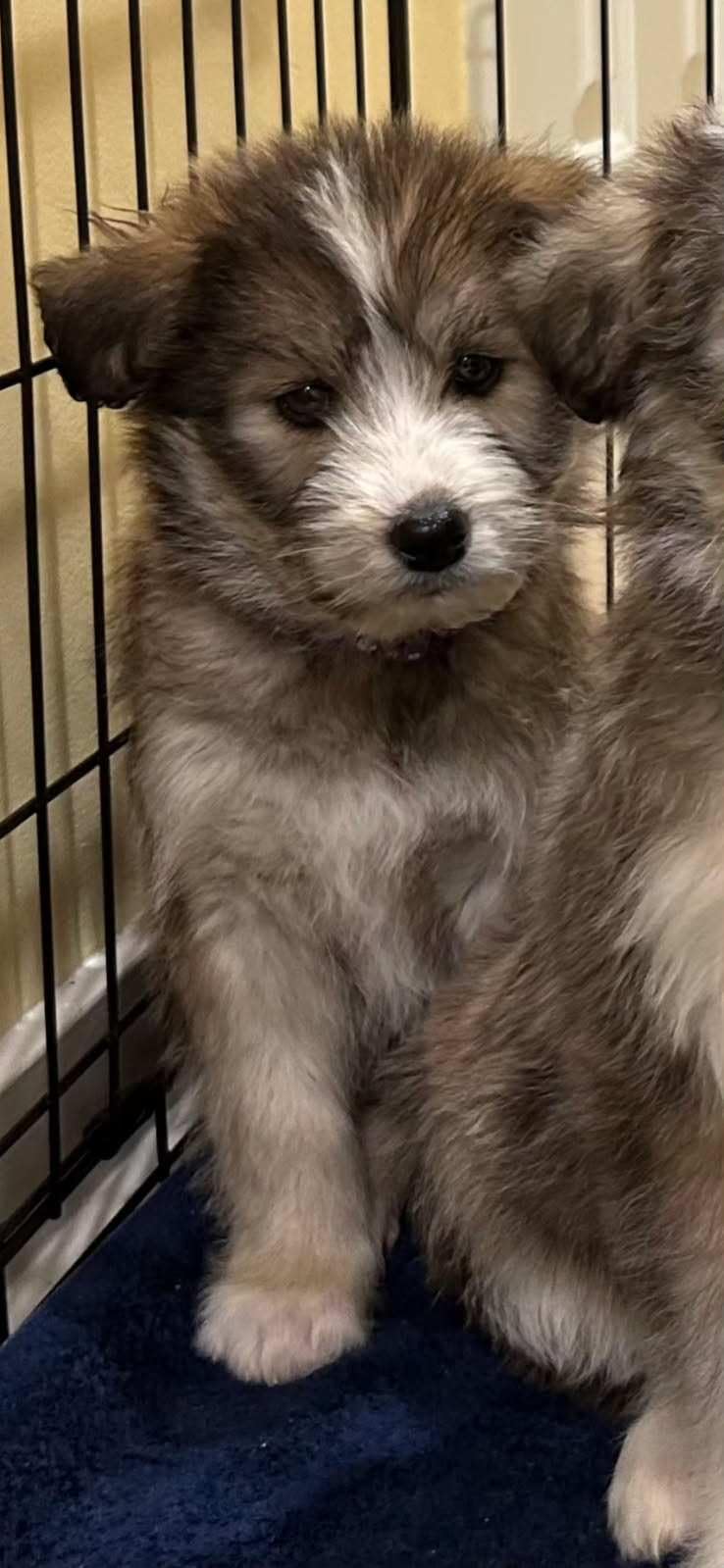 Wisdom Panel Essential Dog DNA Kit: Most Accurate Test for 365+ Breeds, 30 Genetic Health Conditions, 50+ Traits, Relatives, Ancestry - 1 Pack customer photo 1