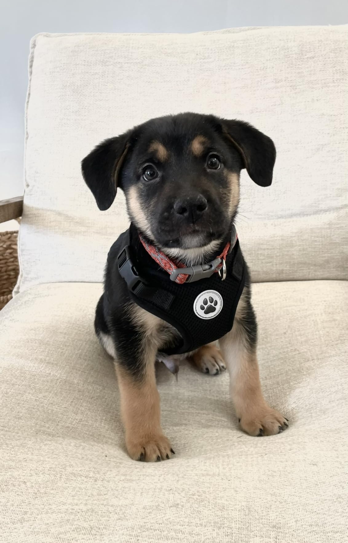 Wisdom Panel Premium Dog DNA Kit: Most Comprehensive with 265+ Health Tests, Identify 365+ Dog Breeds, 50+ Traits, Relatives, Ancestry, Genetic Diversity - Pack of 1 customer photo 1