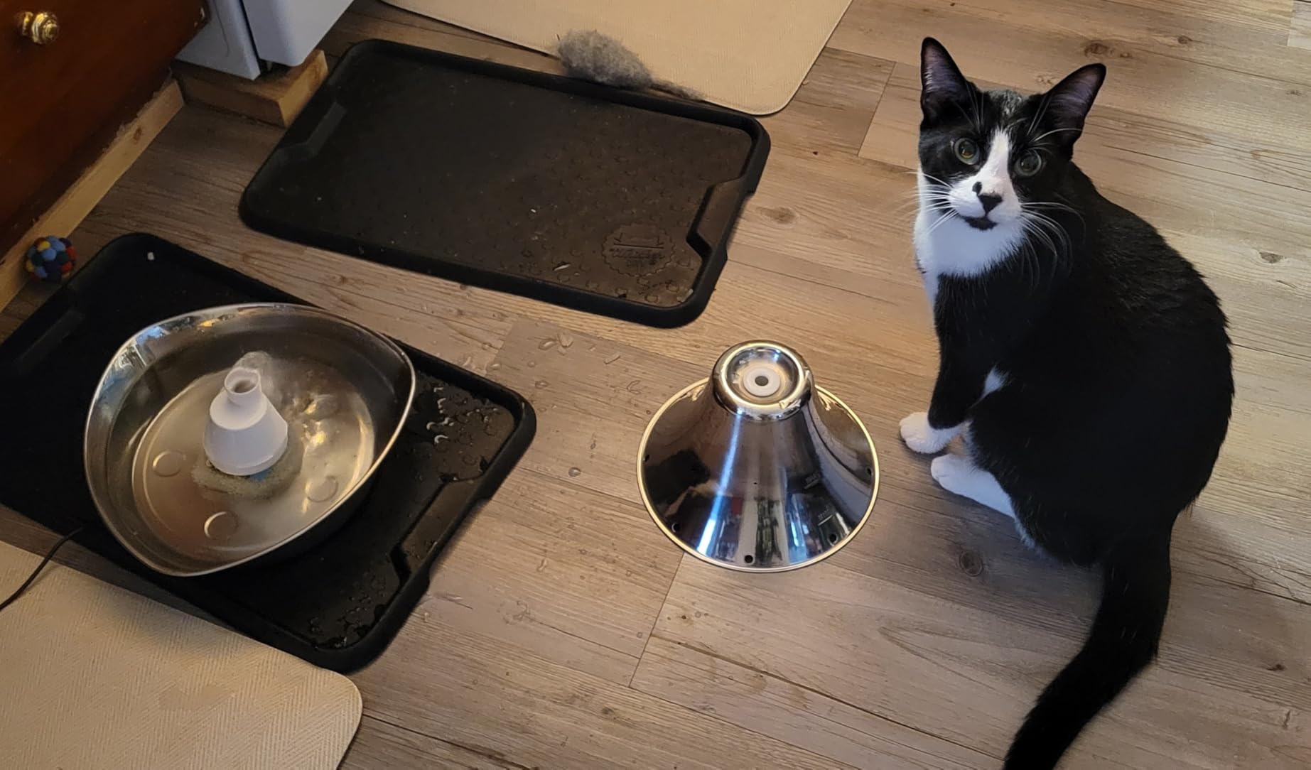 PetSafe Seaside Stainless Steel Cat & Dog Fountain, 60 Oz Water Capacity - 2 Water Filters & 1 Pump Included, Soothing Flow for Pets, Scratch-and Rust-Resistant Material - Quiet Motor customer photo 1