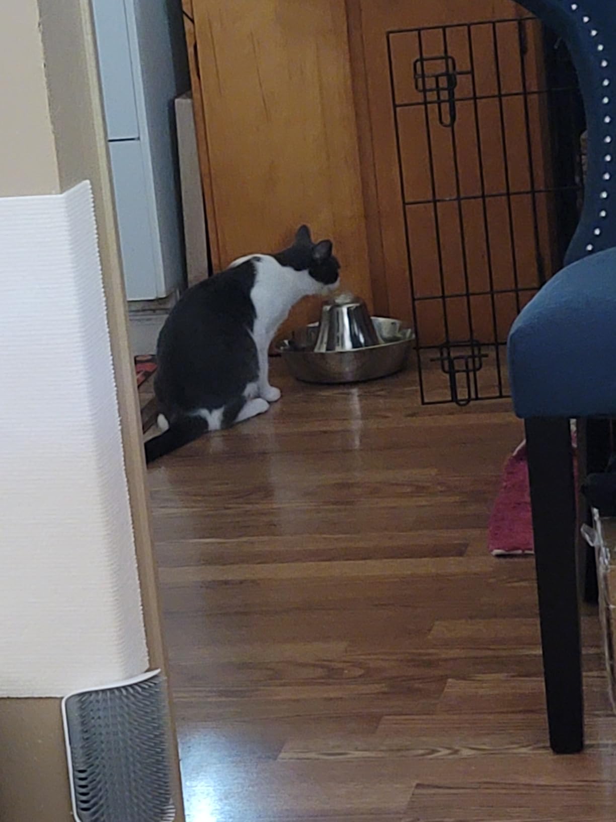 PetSafe Seaside Stainless Steel Cat & Dog Fountain, 60 Oz Water Capacity - 2 Water Filters & 1 Pump Included, Soothing Flow for Pets, Scratch-and Rust-Resistant Material - Quiet Motor customer photo 2