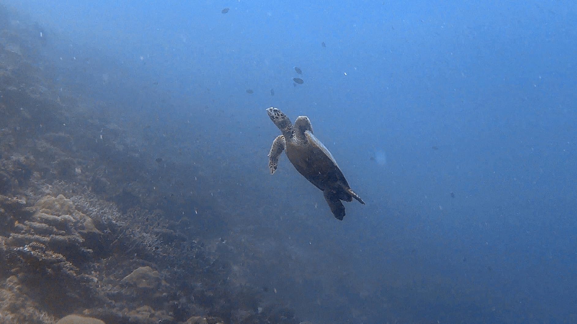 AKASO Brave 7 LE 4K30FPS 20MP WiFi Action Camera with Touch Screen EIS 2.0 Zoom Remote Control 131 Feet Underwater Camera with 2X 1350mAh Batteries Support External Microphone customer photo 2