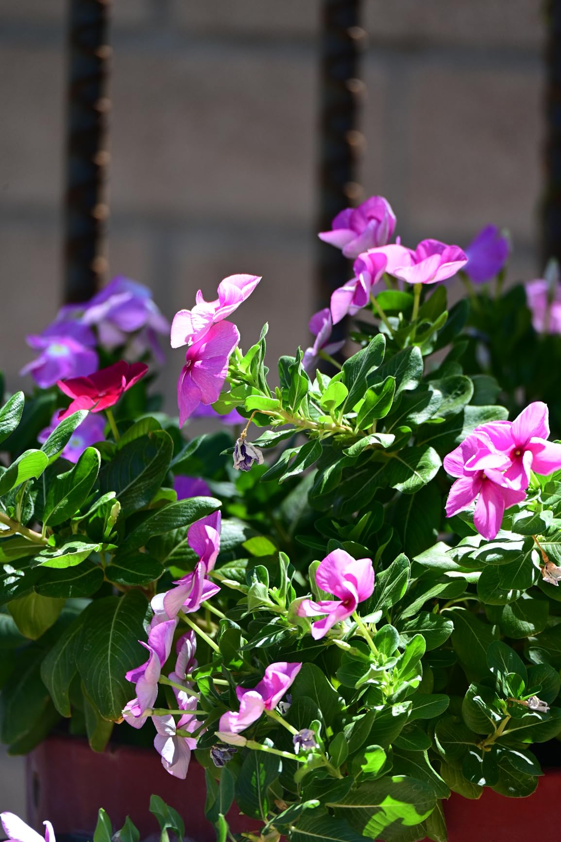 Nikon Z 7II Ultra-high resolution full-frame mirrorless stills/video camera (Body Only) customer photo 1