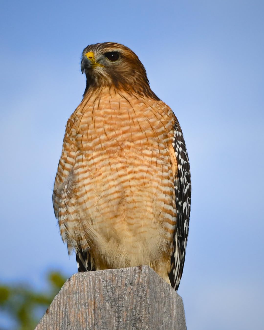 Nikon Z 7II Ultra-high resolution full-frame mirrorless stills/video camera (Body Only) customer photo 2