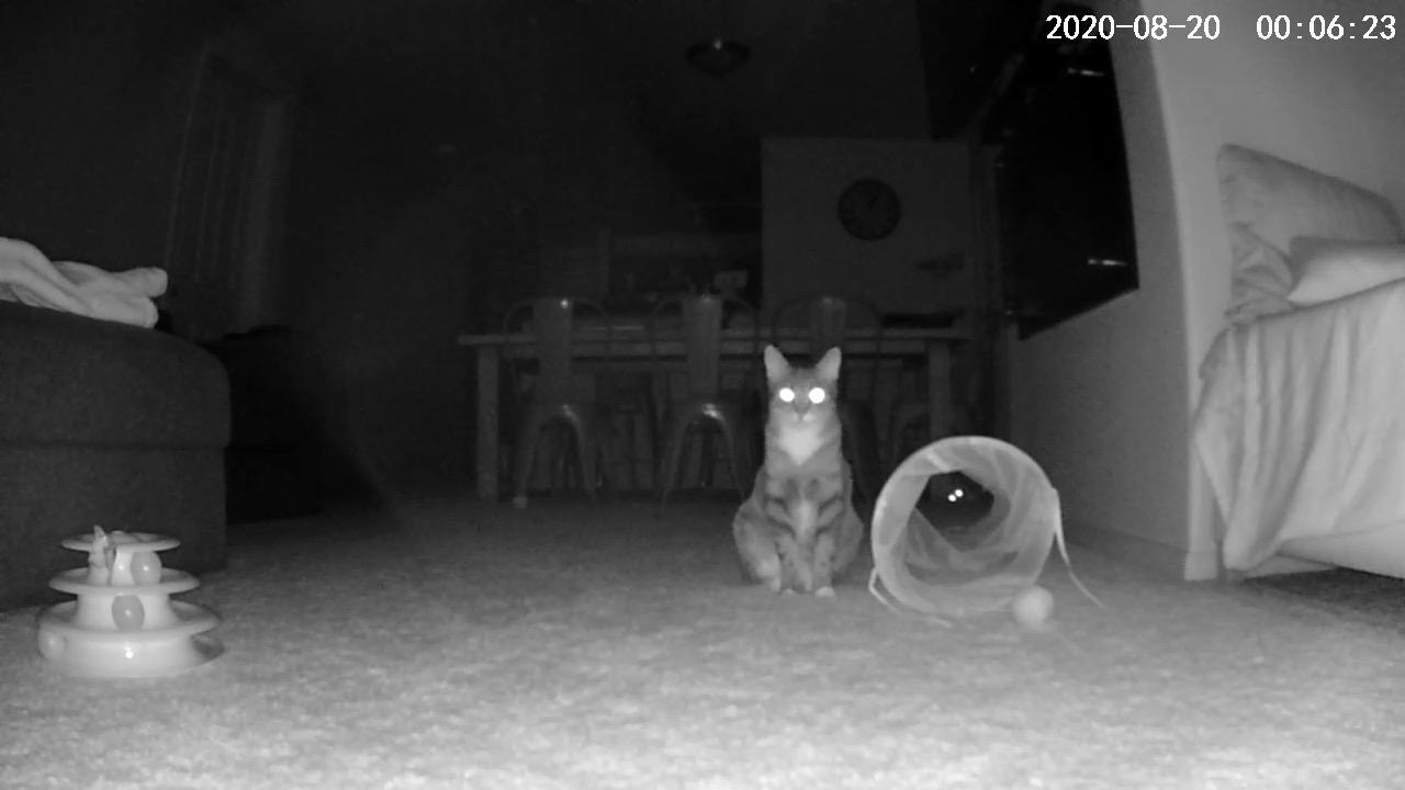 Iseebiz Pet Camera Treat Dispenser, 2.4G & 5G WiFi Dog Camera with 2 Way Audio Talk Listen, 1080P Night Vision Cat Dog Cam, App Control Tossing, Multi Devices Login, Compatible with Alexa, Upgraded customer photo 2