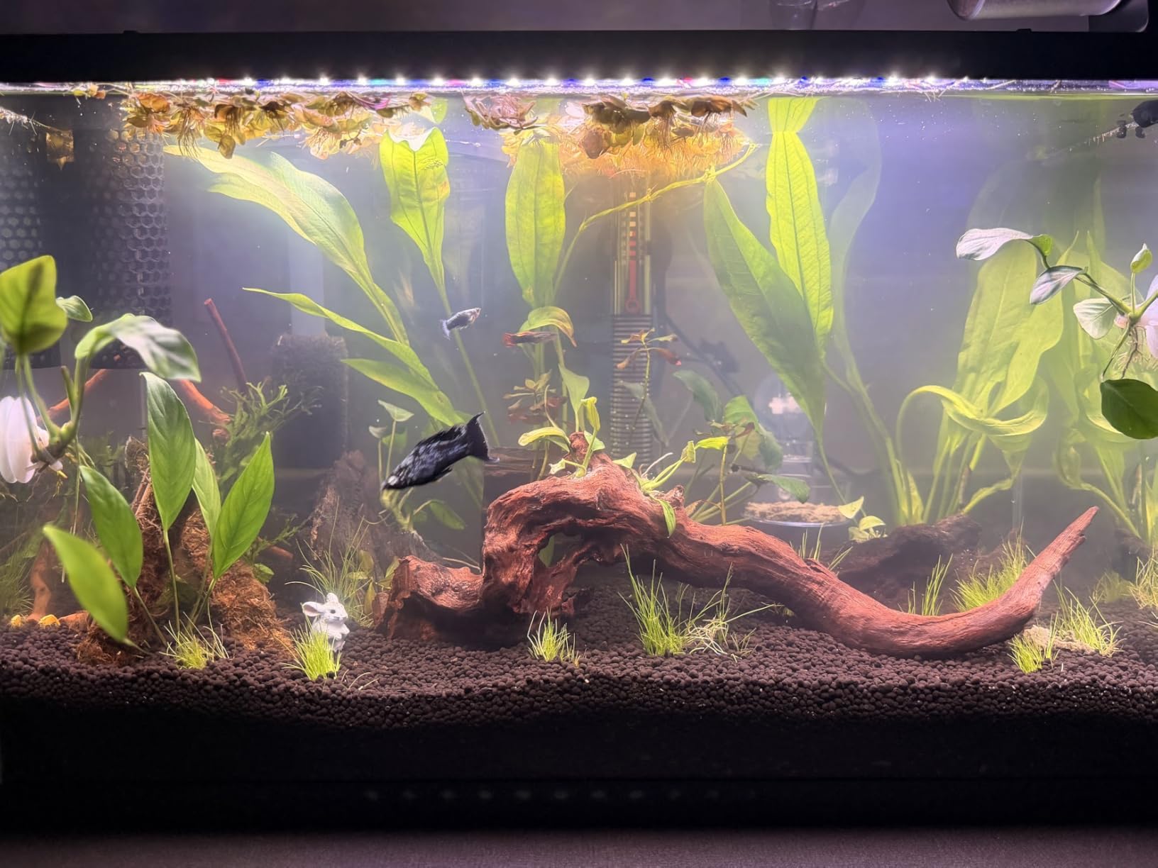 hygger 42W 24/7 Lighting Aquarium LED Light, Sunrise-Daylight-Moonlight Mode and DIY Mode, Timer Adjustable Brightness Fish Tank Light with Extendable Bracket 7 Colors for Planted Tank customer photo 1