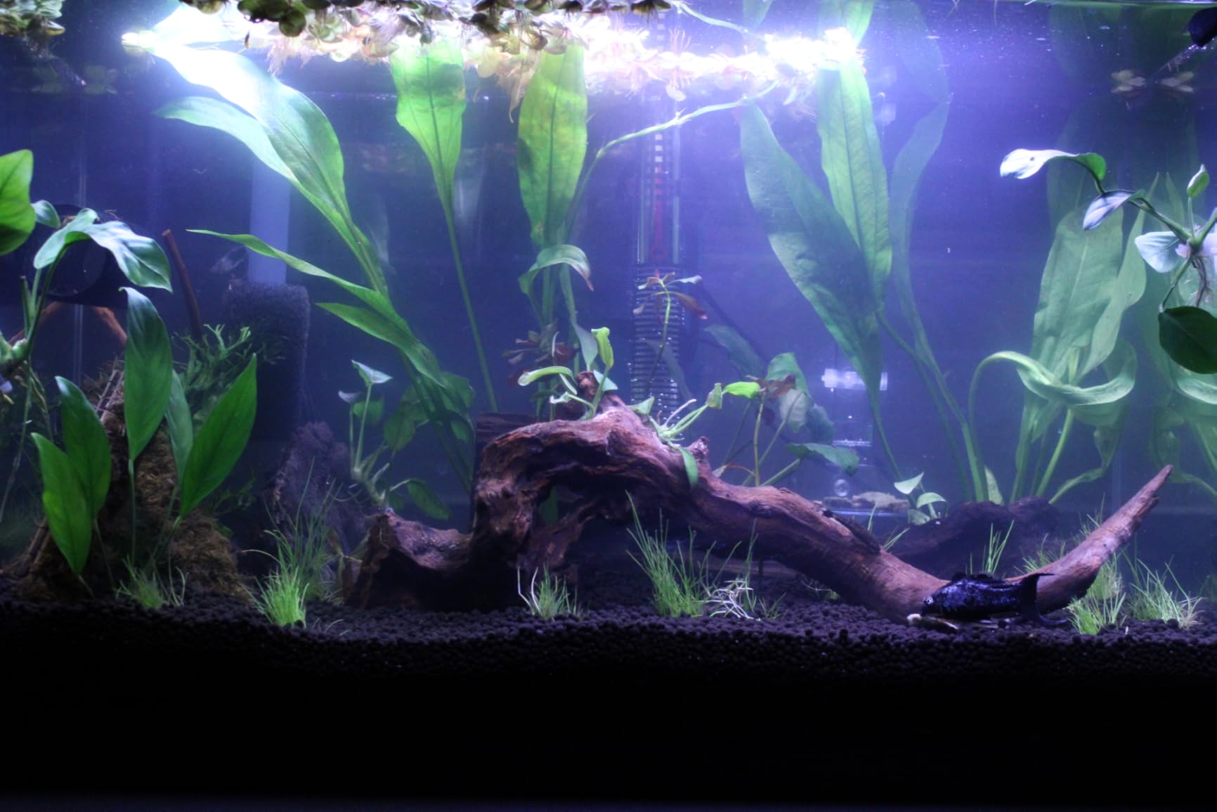 hygger 42W 24/7 Lighting Aquarium LED Light, Sunrise-Daylight-Moonlight Mode and DIY Mode, Timer Adjustable Brightness Fish Tank Light with Extendable Bracket 7 Colors for Planted Tank customer photo 2