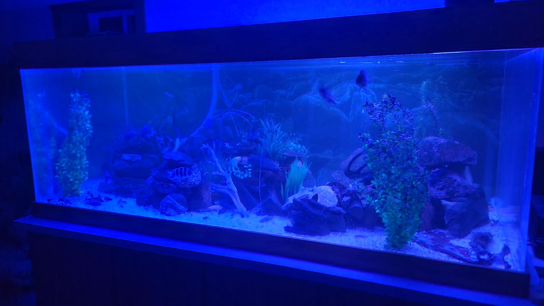 hygger Advanced LED Aquarium Light with Timer, 24/7 Lighting Cycle & DIY Mode, Full Spectrum Fish Tank Light for 30-36 in Freshwater Planted Tank customer photo 2